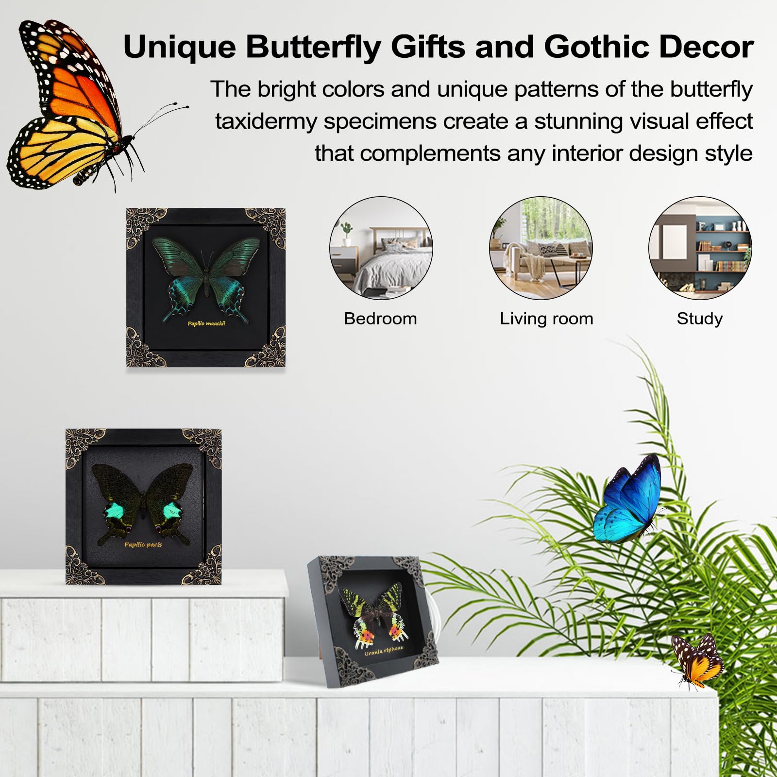 Butterfly Framed Decoration Handmade Taxidermy Butterfly Shadow Box Collection Framed Butterfly for Oddities and Curiosities Gifts for Victorian Dark Academia Goth Wall Decor