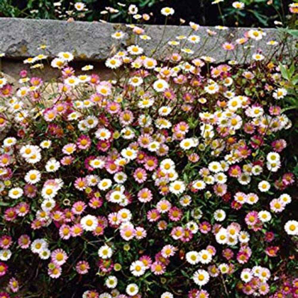 10/50/100Pcs Mixed Color Flower Seeds, Garden Yard Flower Balcony Floral Decor 100pcs