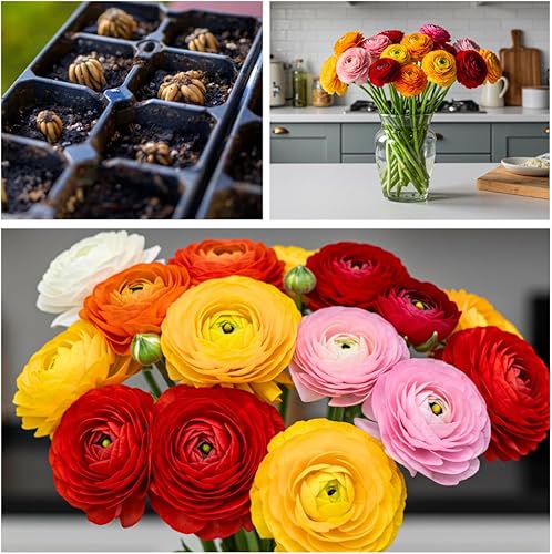 Miniatura 3 de 6 bulbos de ranúnculo mixtos - 6 bulbos grandes y saludables para plantar