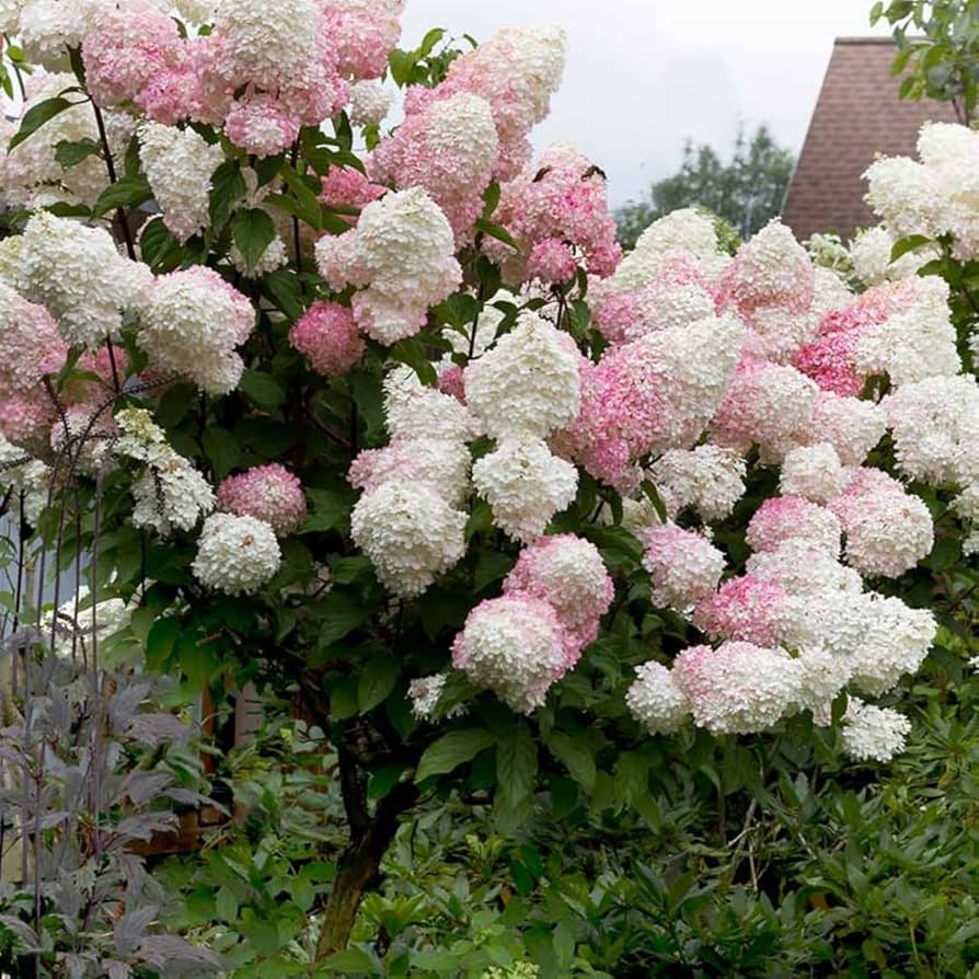 Amazon.com : Hydrangea Tree Plants Live in Pot, 5-11