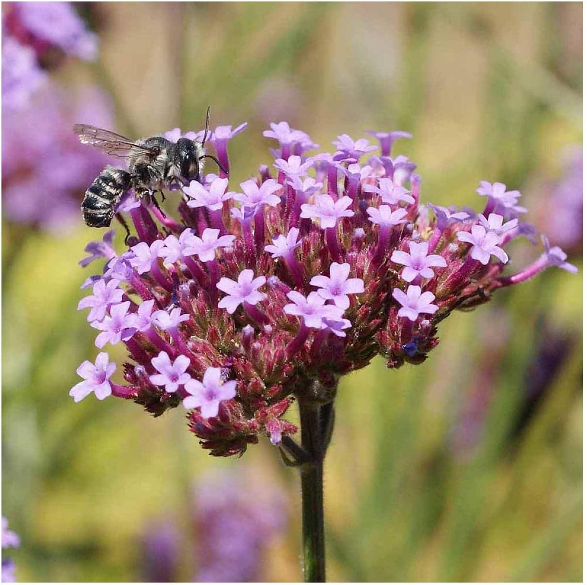 Everwilde Farms - 1/4 Lb Purpletop Vervain Wildflower Seeds - Gold Vault