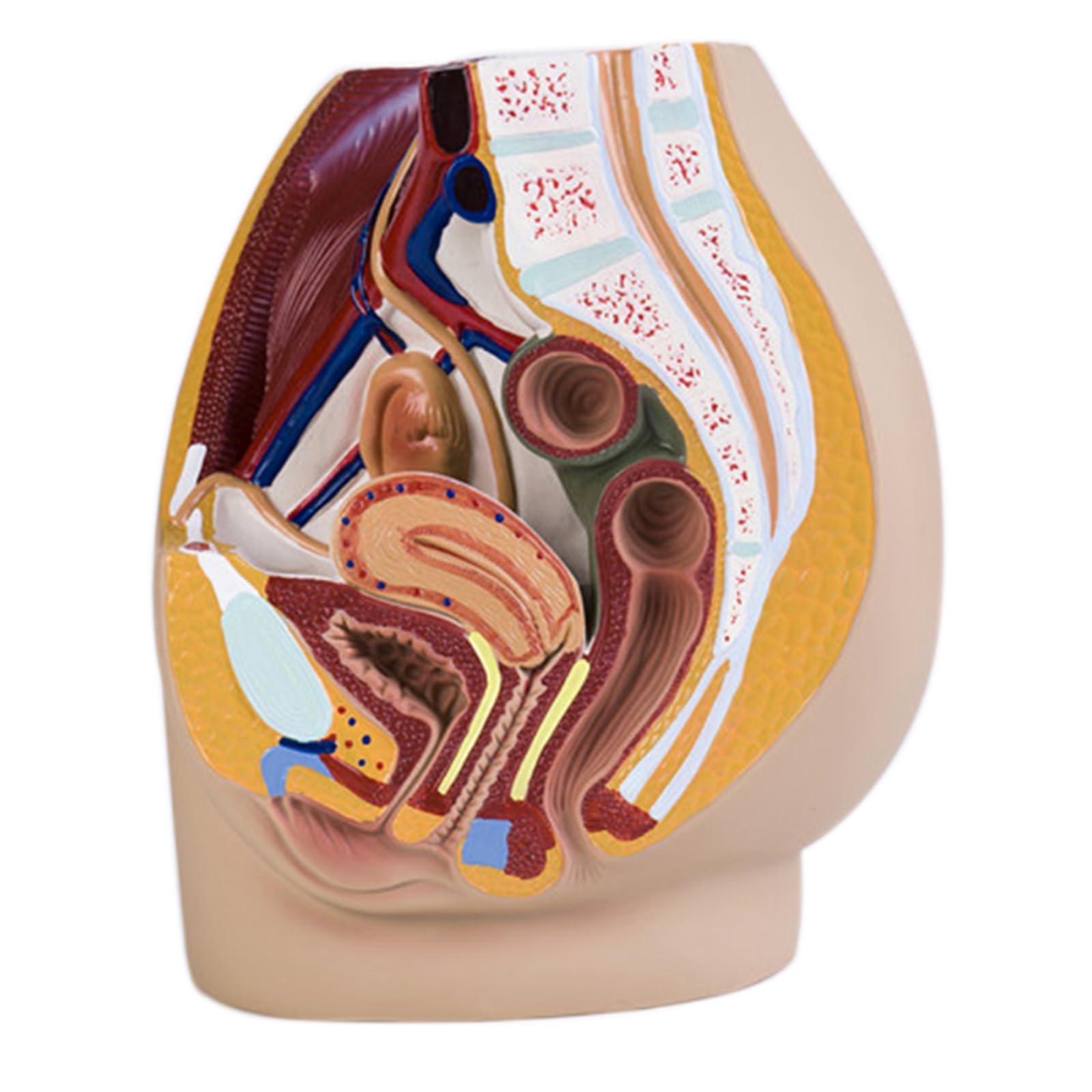 LKYLVEE Human Pelvis Reproductive Anatomy Model - Anatomical Pelvis Median Sagittal Section Model - for Study Teaching Display,B