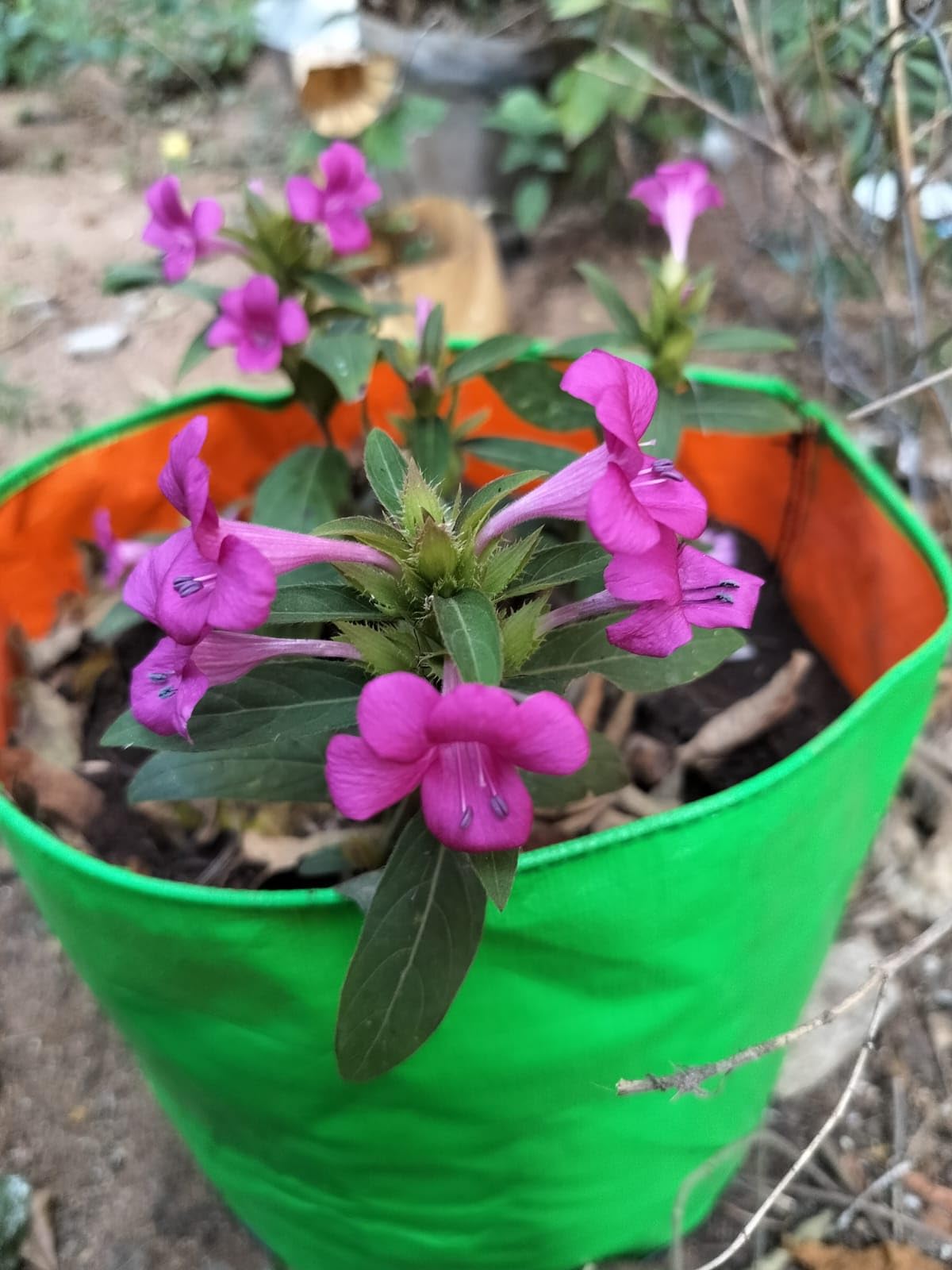 Very Rare Colour of Barleria cristata Mejenta/Mejenta Philippine violet/December flower plant Mejenta Colour - 1 No (B0CTMFBQT2) Amazon Price History, Amazon Price Tracker
