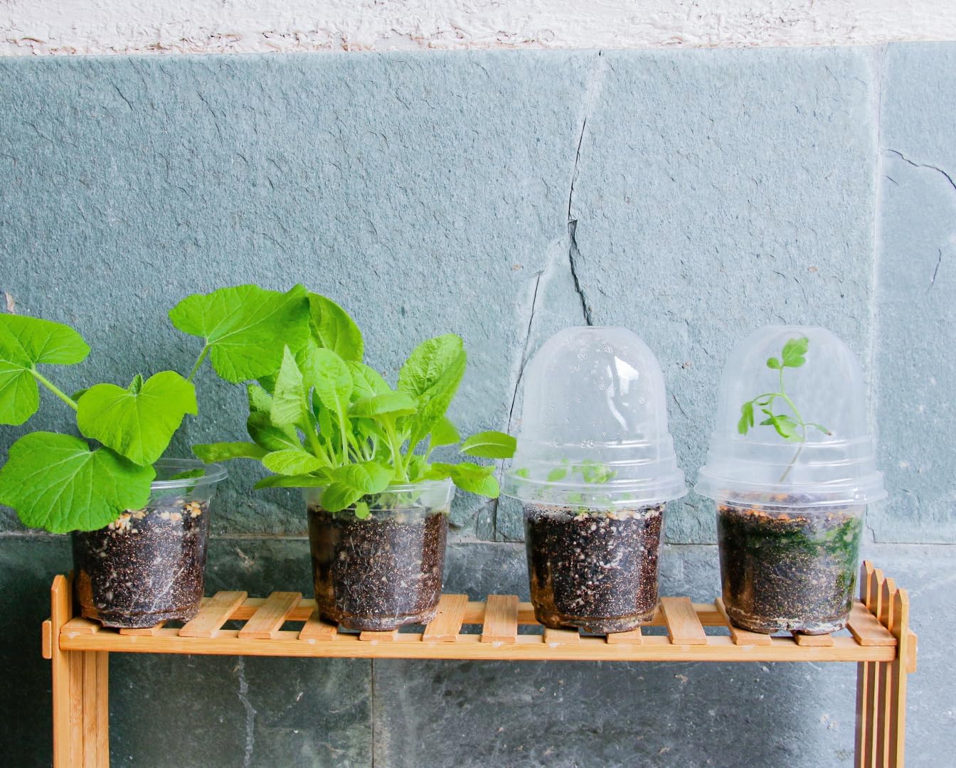 30 Packs 4 Inch Reinforced Clear Nursery Pots with Humidity Dome, Transparent Plastic Plant Pot Seedling Planter with Drainage Holes for Vegetable Propagation, Root Cutting, Seed Starting - Image 9