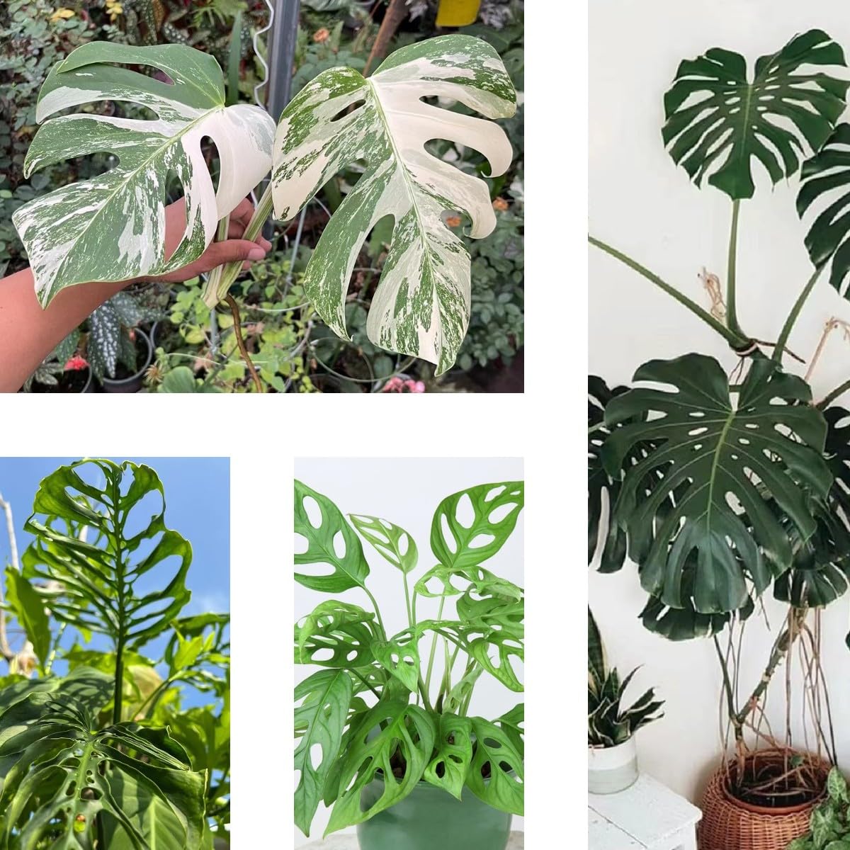 50 Pcs monstera samen - monstera variegata - pflanzen deko, luftreinigende  zimmerpflanzen (Monstera deliciosa) grnpflanzen, topfpflanzen drauen  winterhart zimmerbonsai bonsai, gartenpflanzen : Amazon.de: Garten