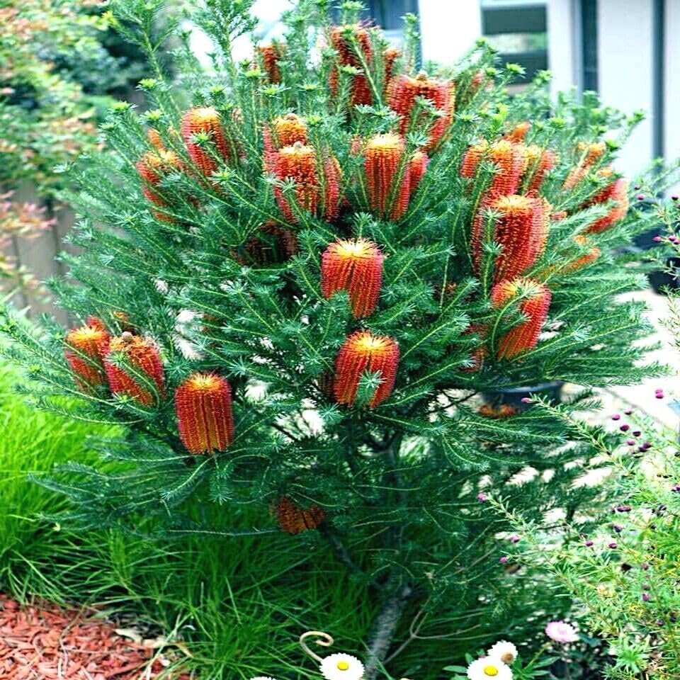 5 Seeds Lantern Banksia Tree, Fireworks Exotic Flowering House Plant Rare