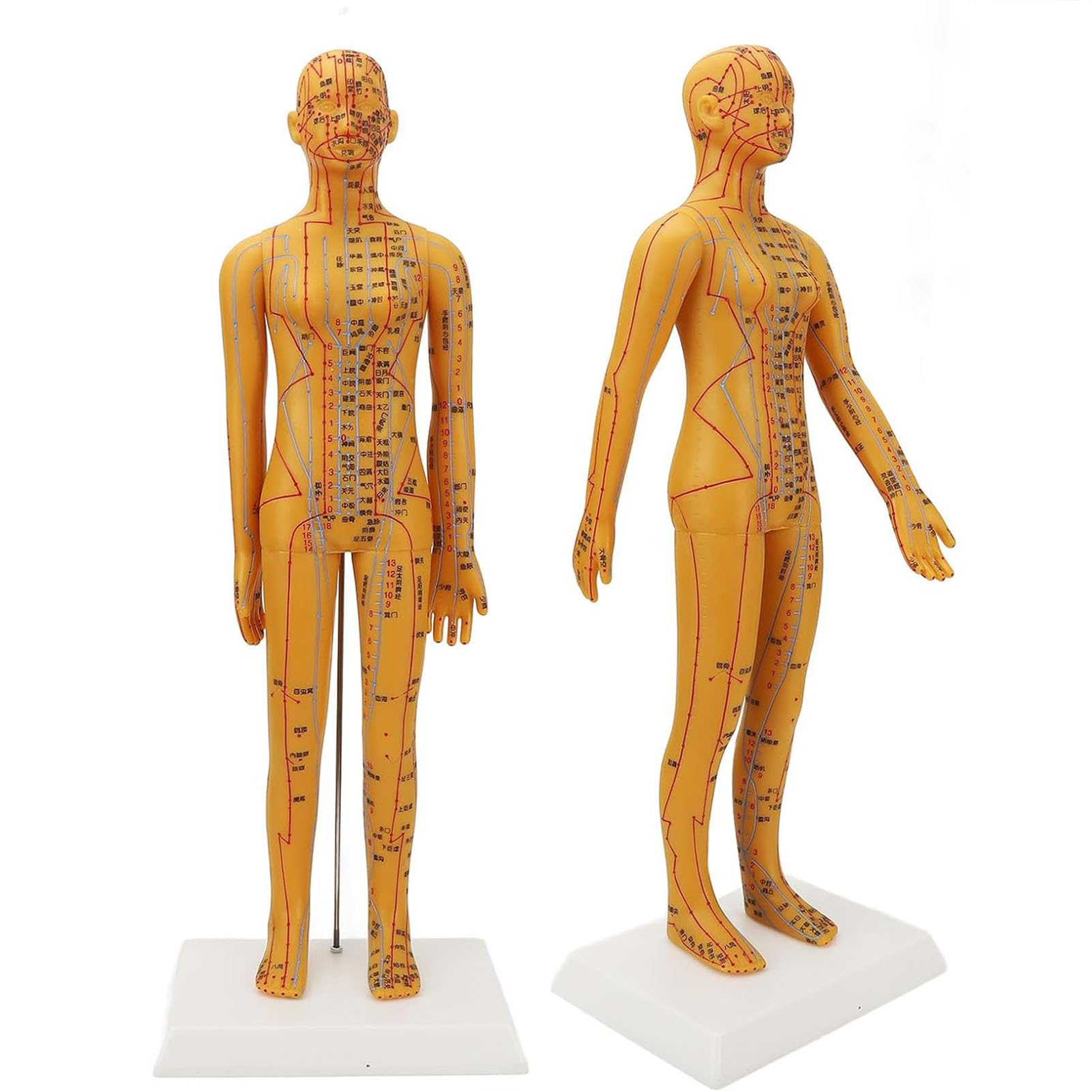 Modèle d'acupuncture féminine AMITD 52 cm en PVC pour l'étude de la médecine chinoise