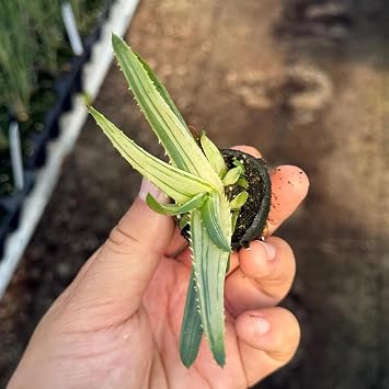 NYCitySucculents Aloe Solar Flare Plant