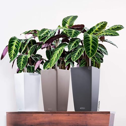 LECHUZA MAXI CUBI Self Watering Planter Small Plastic Indoor Plant Pot without Drainage Hole H26 L14 W14 cm Charcoal Metallic - 2