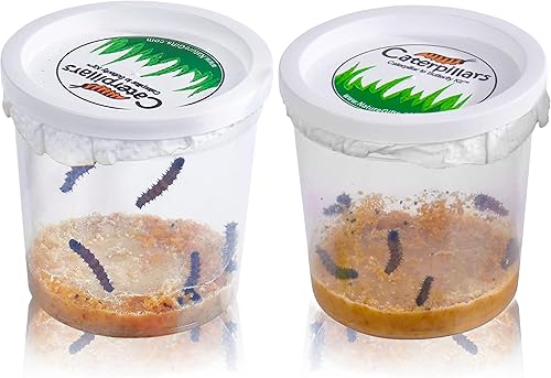 Nature Gift Store - Juego de 10 orugas vivas de vanesa de los cardos