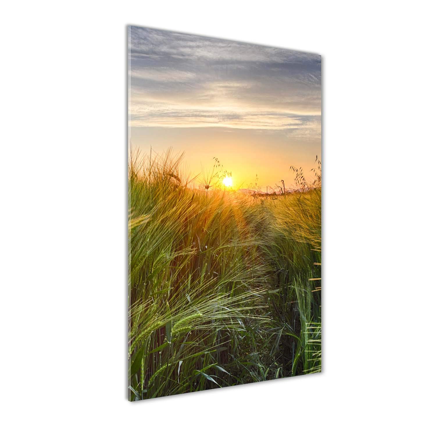 Image tableau photo de prestige en verre 60x120 cm paysage champ de blé vert panoramique