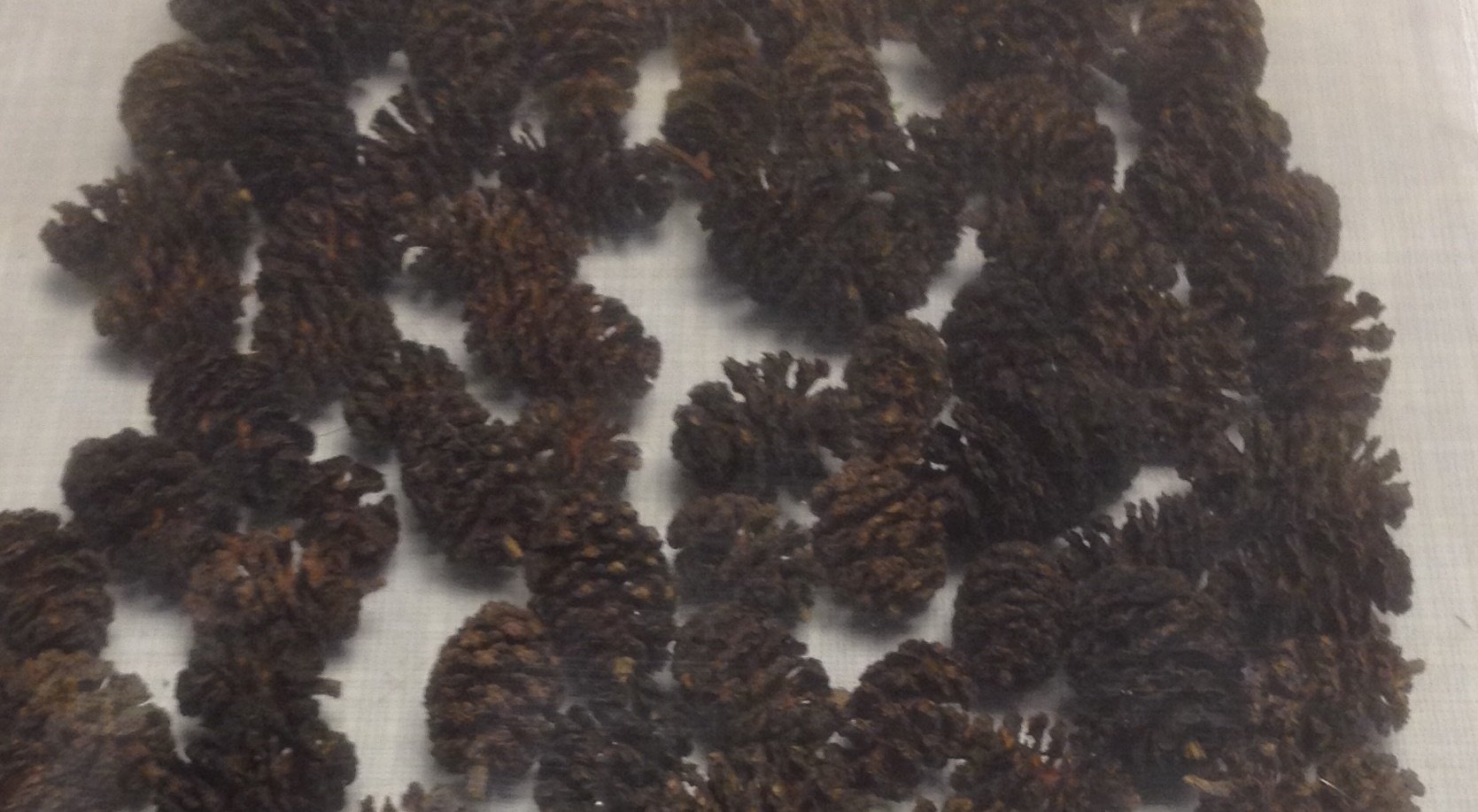 Erlenzapfen ~1000Stk.(=400g), Schwarzerle, Alnus glutinosa, Black Alder Cones