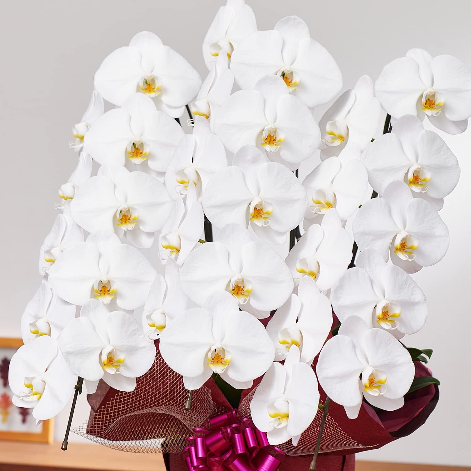 極美斑入り モンステラ ホワイトタイガー 大株 65cm 希少 人気 観葉植物 極美斑入り モンステラ ホワイトタイガー 大株 50cm 希少 人気 観葉