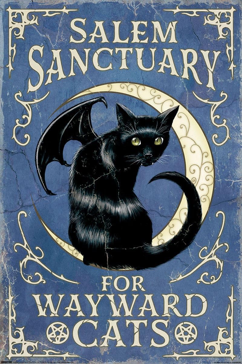 Grindstore Multicolour Salem Sanctuary For Wayward Cats Maxi Poster