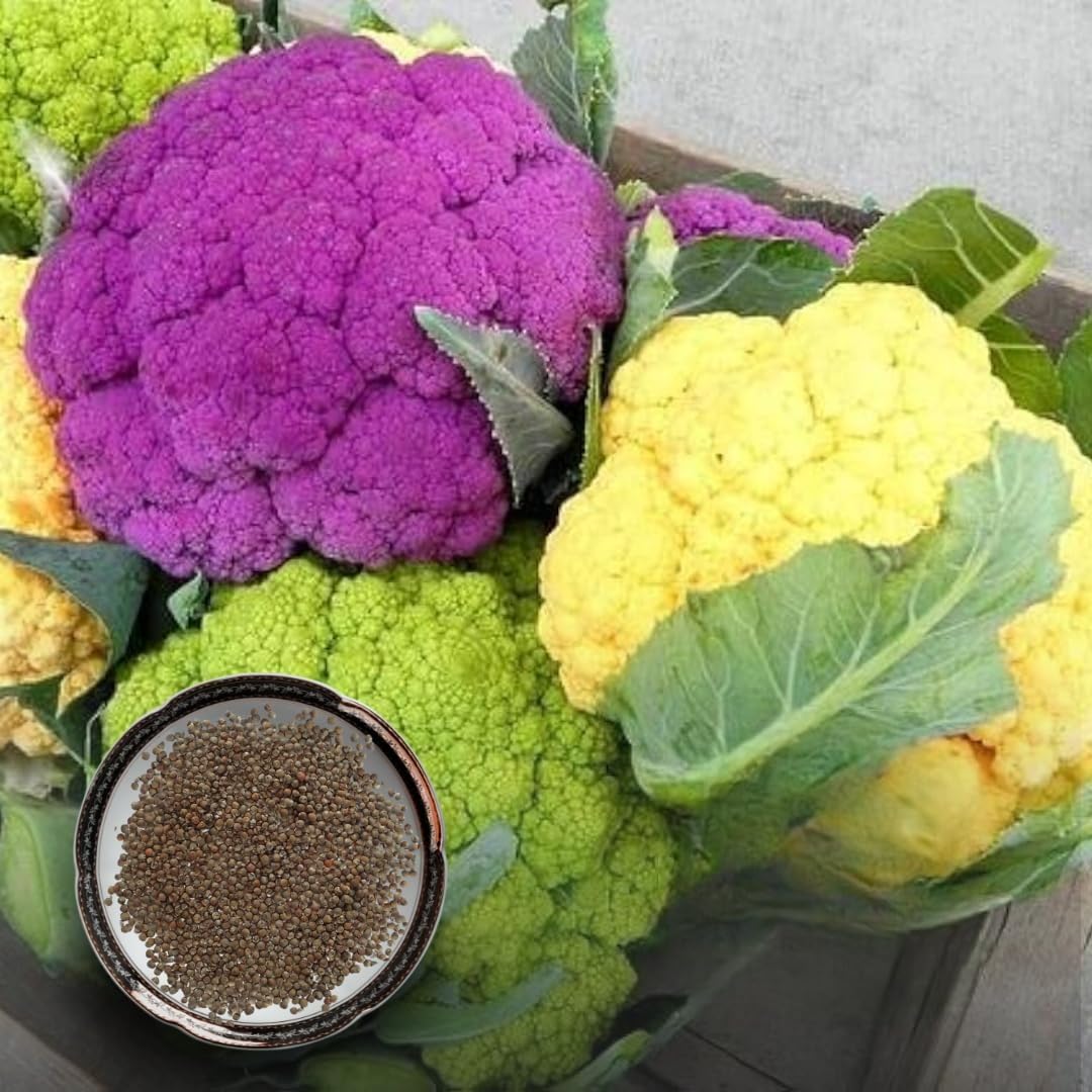 Green Paradise® F1 Hybrid Mix Cauliflower Seeds Pack (B0D5BWJ9ND) Amazon Price History, Amazon Price Tracker