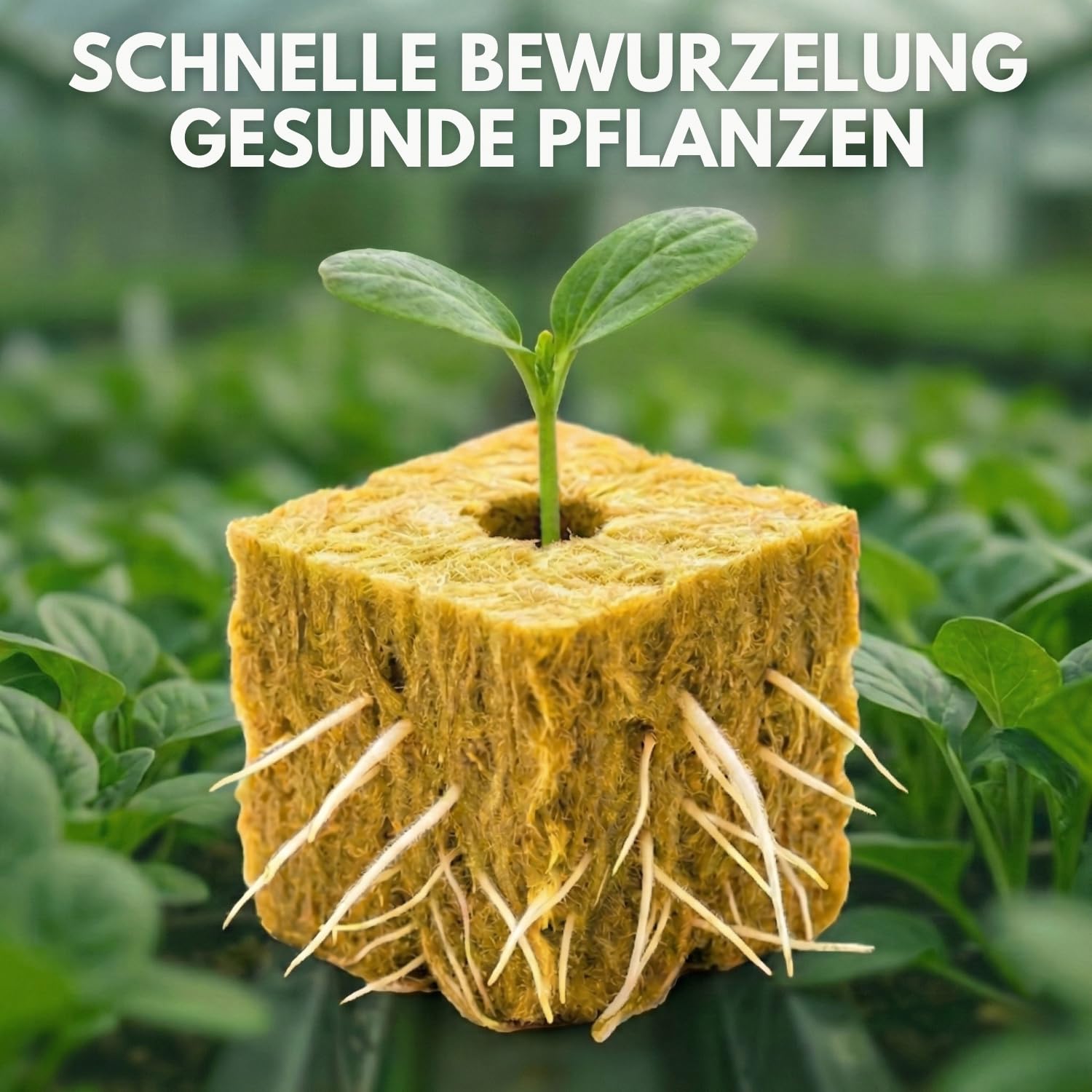 500er-Pack Hydroponik-Steinwollwürfel (2,5 cm) für Keimung und Stecklinge, Belüftetes Substrat für Schnelles Wachstum, Ideal für Aussaat, Innen- und Außenbereiche