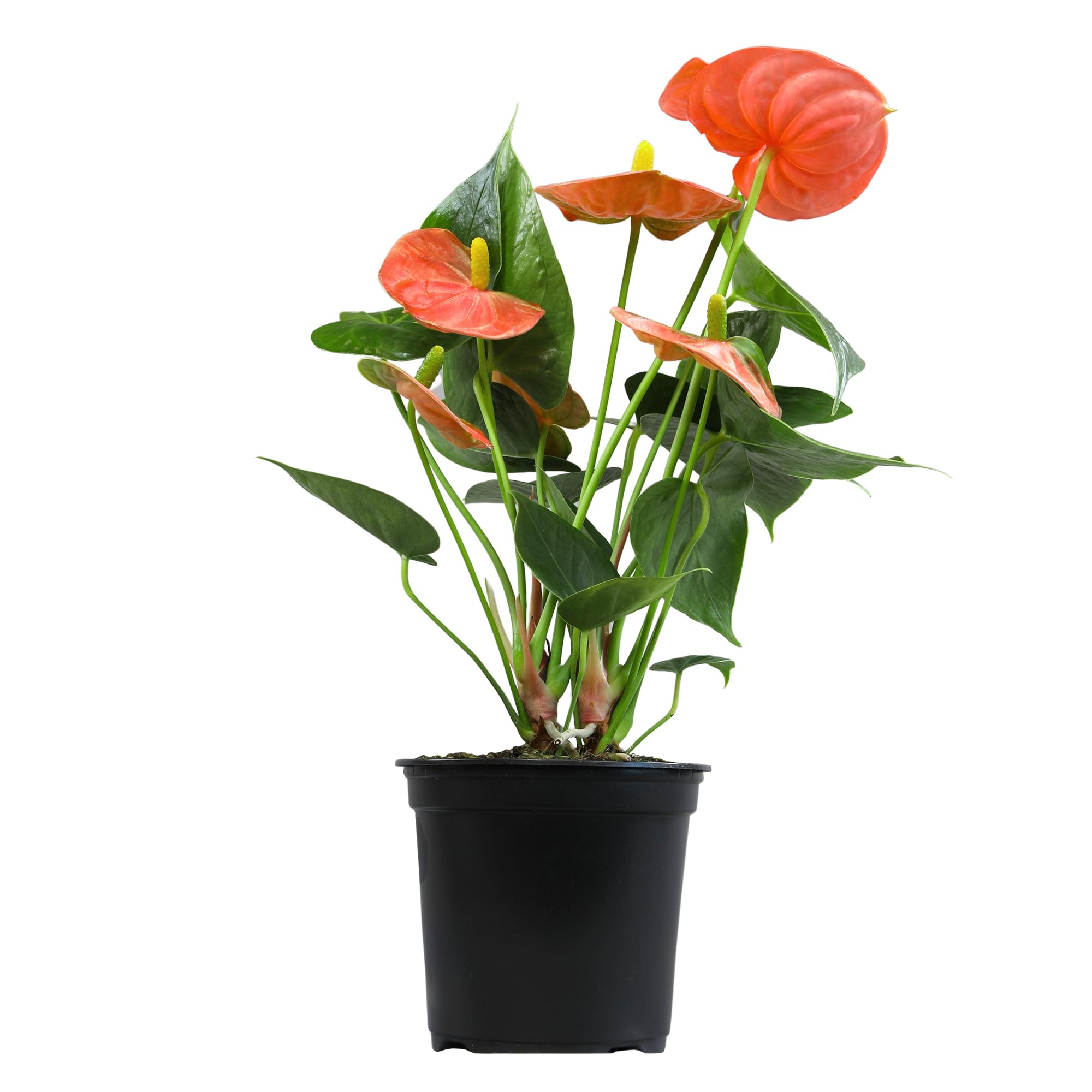 Orange Anthurium
