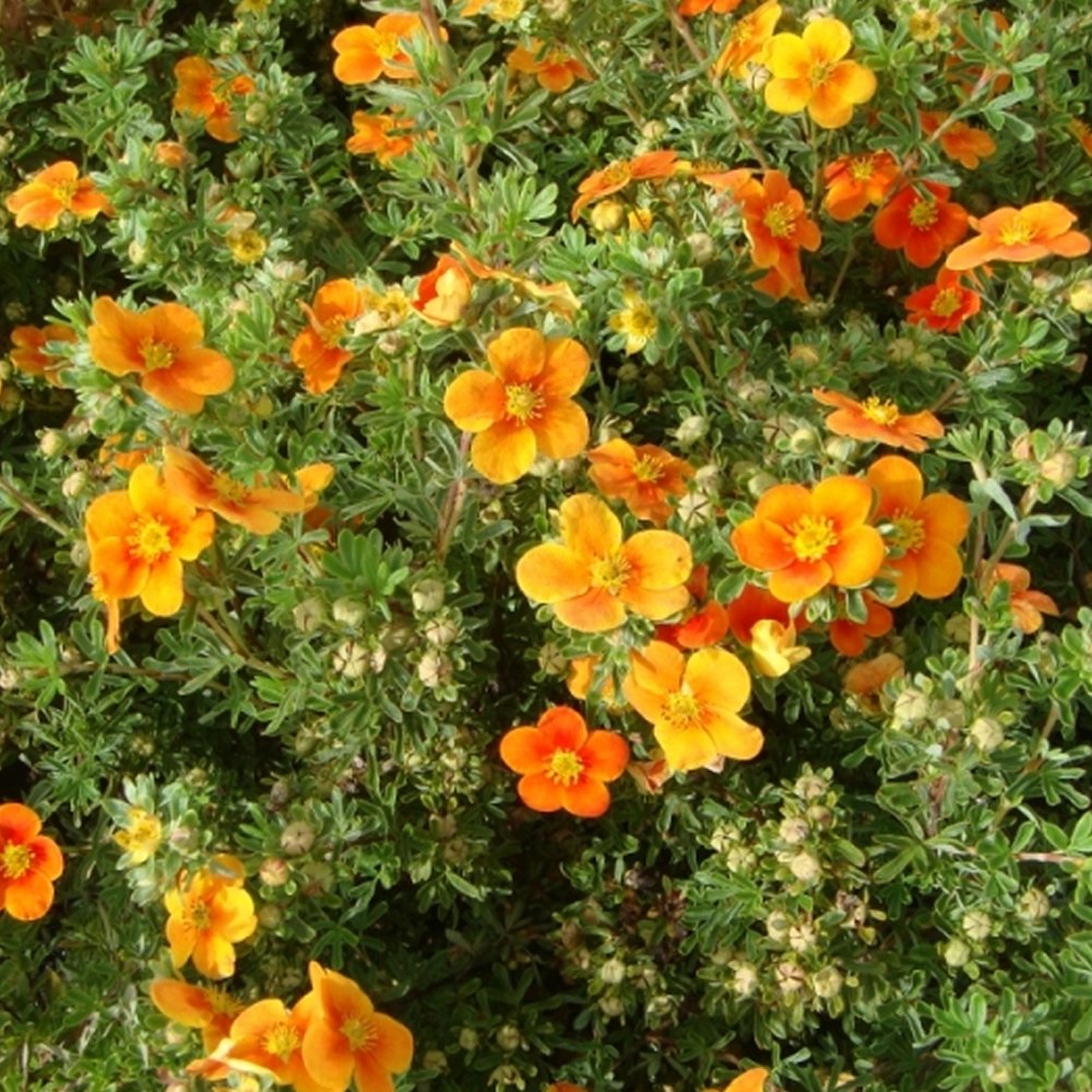 1 POTENTILLA FRUTICOSA HOPLEY'S Orange SHRUBBY Cinquefoil DECIDUOUS Plant in Pot, Orange,Yellow - Image 2