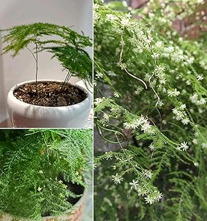 15+ Asparagus Fern Plant Seeds Climbing Fern Asparagus Flowers Garden Planting