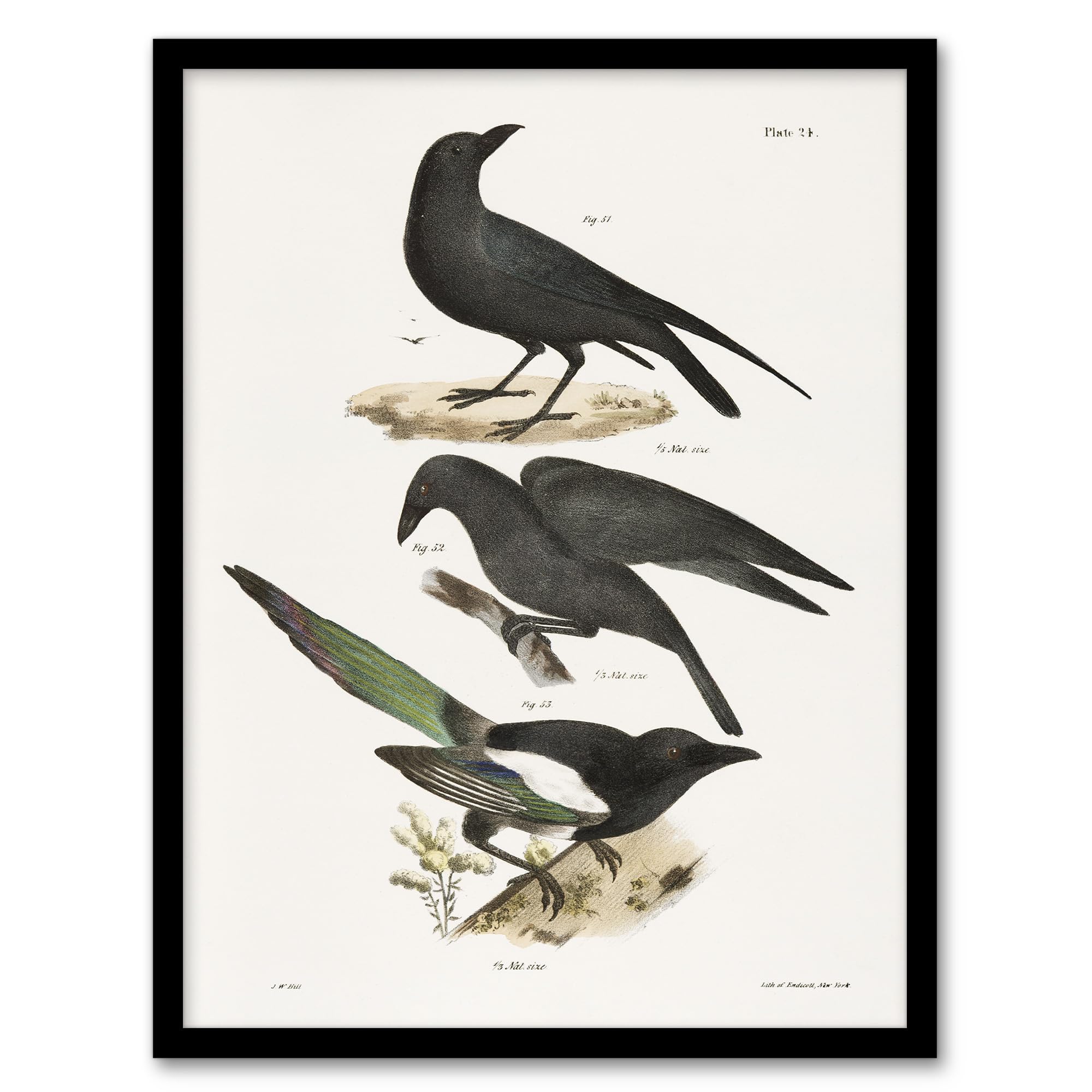 Artery8 James Ellsworth De Kay Raven Crow and Magpie Framed Wall Art Print A4