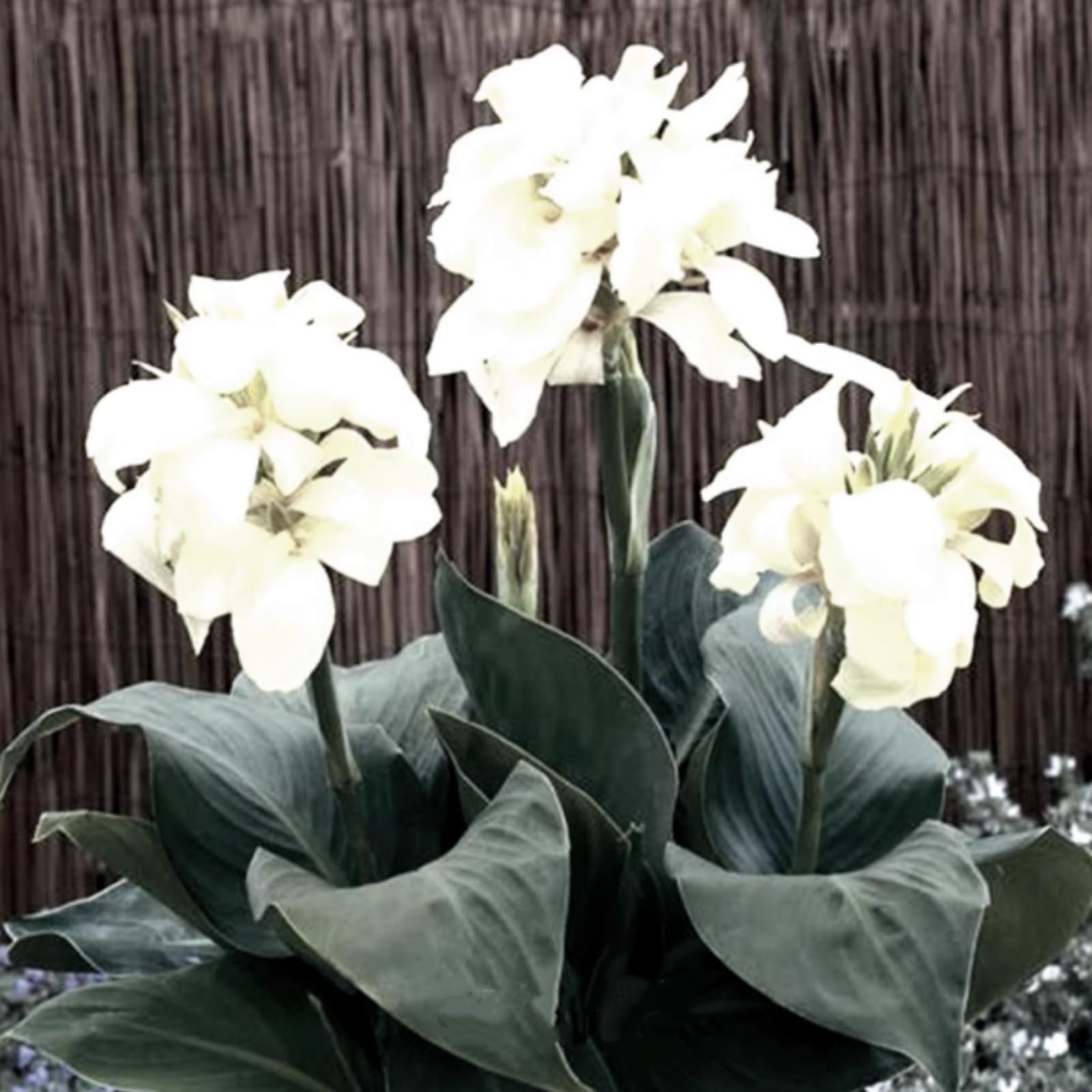 Eye-Catching Canna Lily Bulbs, Hardy Perennial Bulbs, Stunning Garden Displays, Professionally Grown-3 Bulbs-C