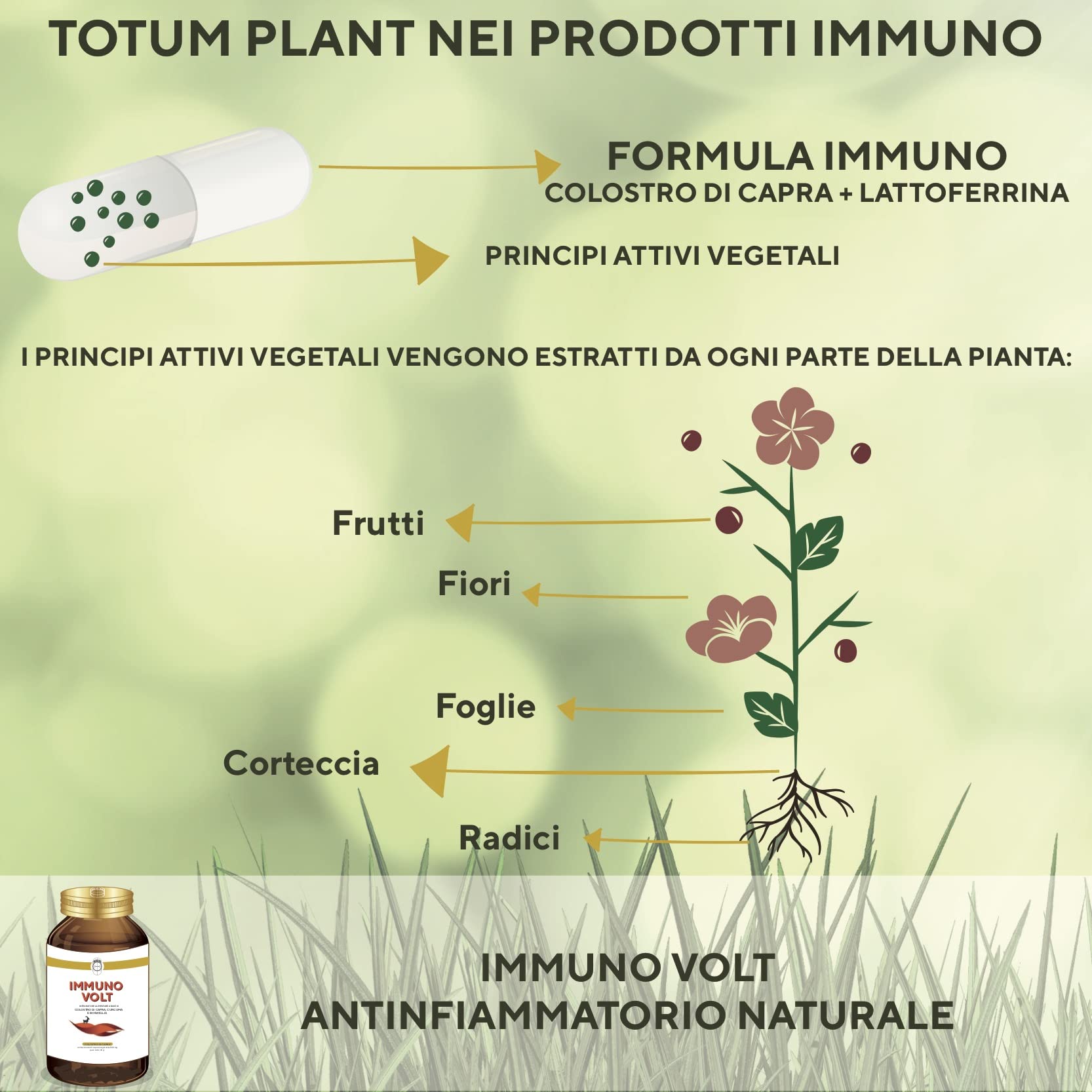SEB Immuno Volt - Integratore alimentare naturale per il sostegno della funzionalità articolare. A base di Colostro di Capra, Lattoferrina, Curcuma, Boswellia ed enzimi