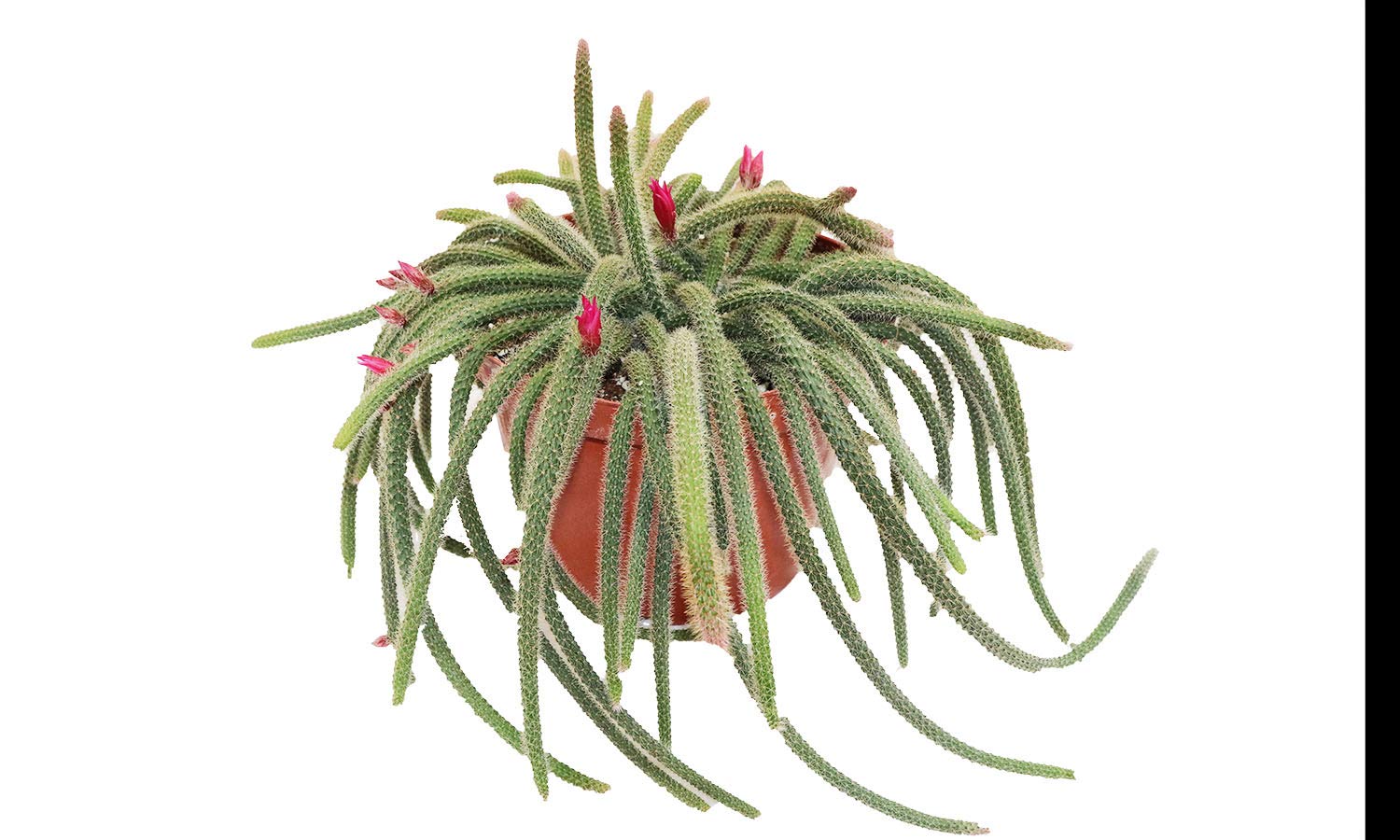 Hanging Rat Tail Succulent California Tropicals