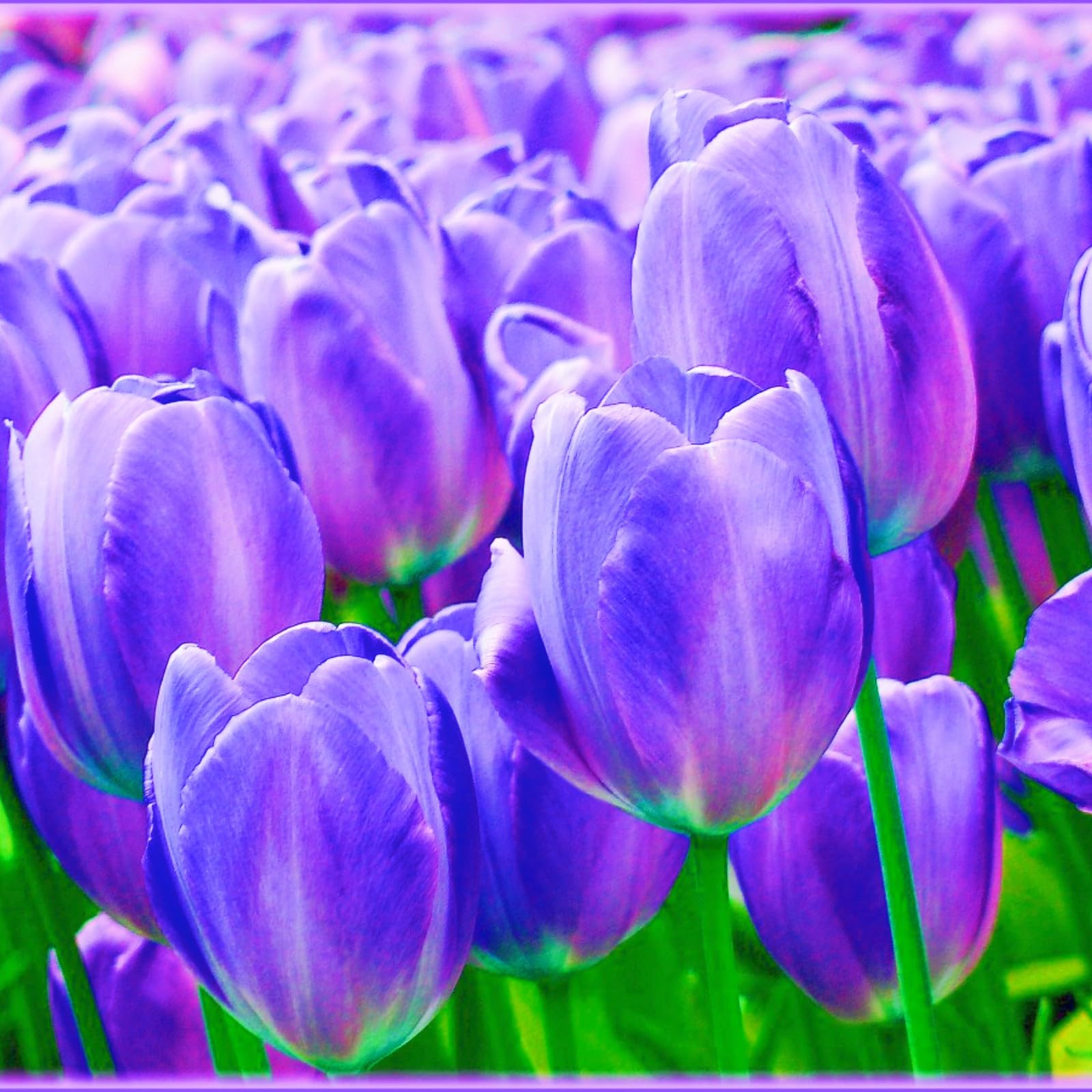 Surprise Gift Tulip Bulbs UK Tulip Bulbs Garden Flowers/Hardy Perennial/Wedding Flowers-10bulbs-g