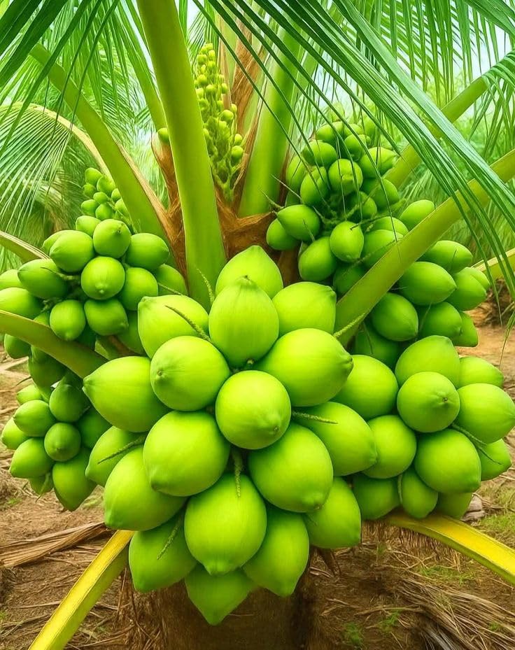 Live Malaysian Orange Coconut Nayriyal Hybrid Dwarf Fruit Plant (Height 1.5-2.5 Feet) Golden Dwarf Coconut After Fruit 1-2 Year. Sweet, Pure-Taste. 1Healthy Plant For Home Garden-image-47