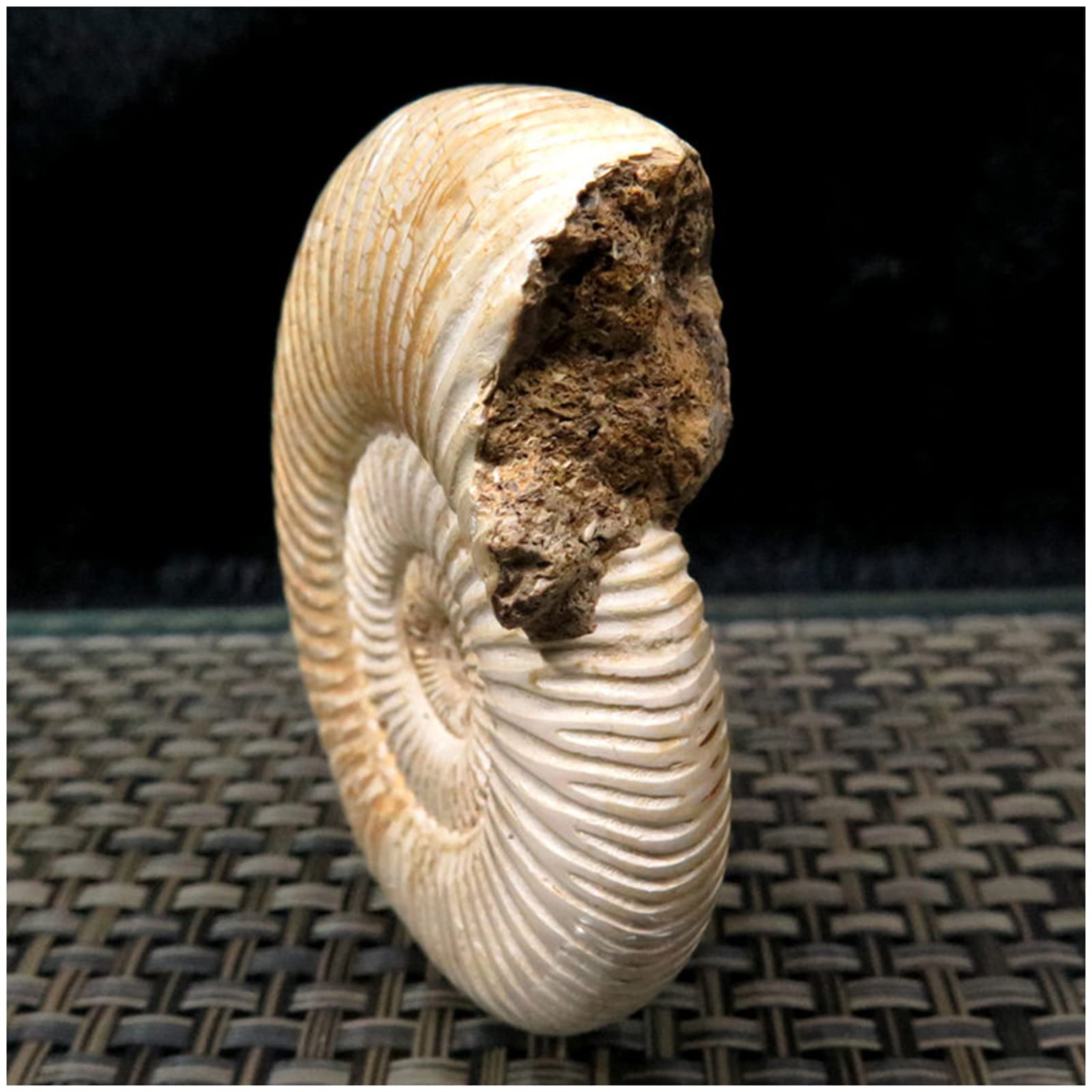 Fossili di ammonite - Esemplare naturale di fossili di paleontologia - Spirale di ammonite ?Artigianato Atural per collezioni fossili e scopi educativi (con base)