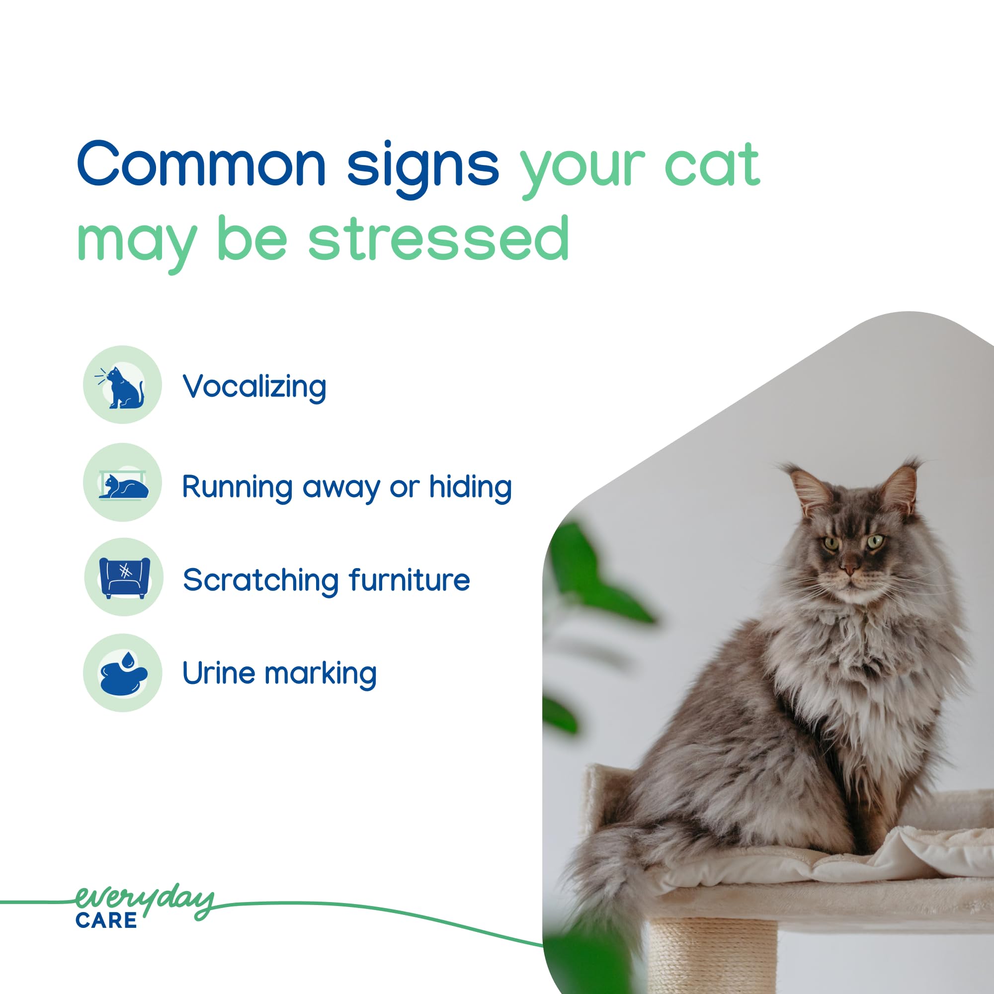 Virbac ZENIFEL™ Spray | Managing Stress-Related Behaviors in Kittens & Cats | Quick-Acting - Ideal for Unexpected Stressful Situations - image 6