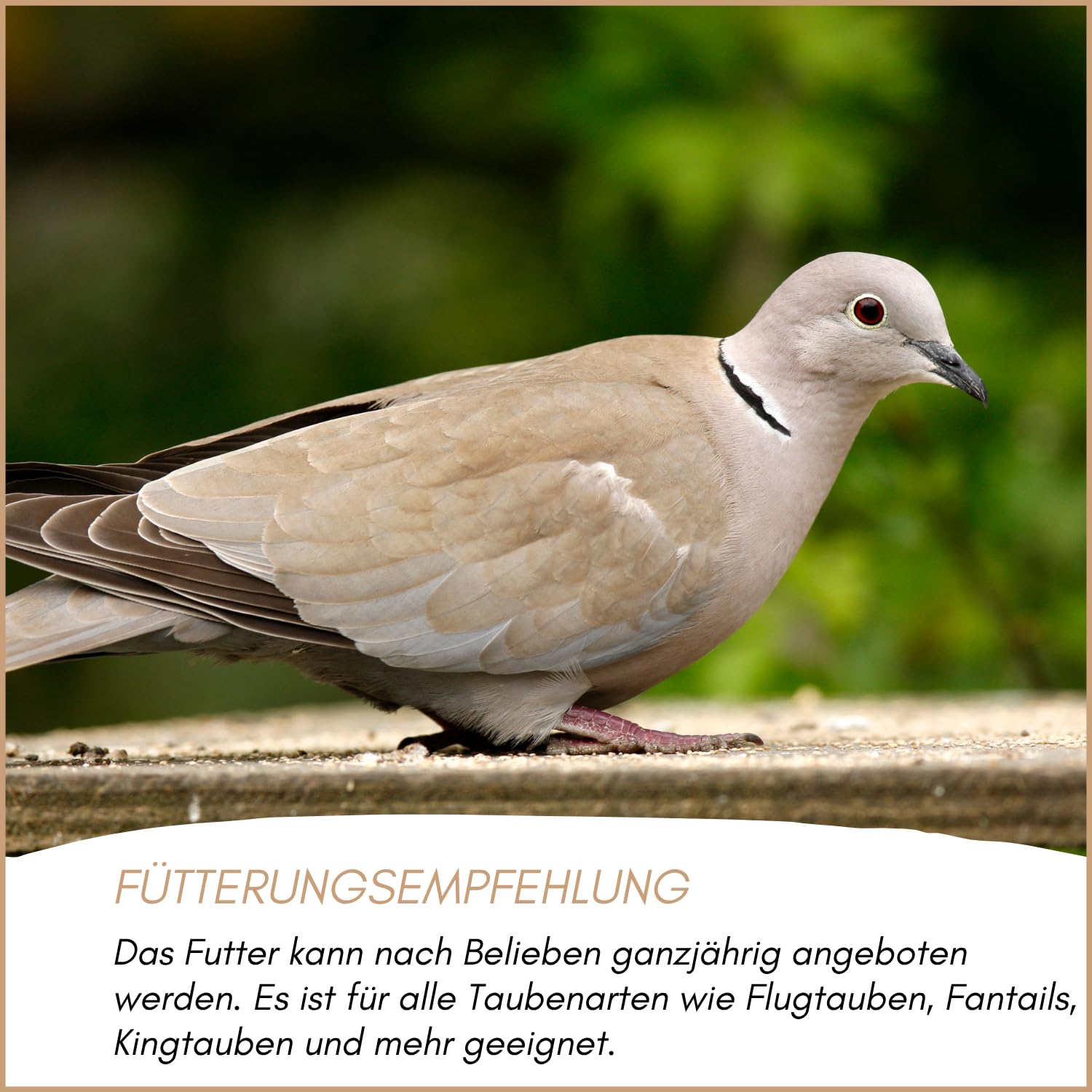 Supravit Super Diät Taubenfutter 25kg ohne Mais für Tauben während der Reisesaison | Futter für mehr Kondition | ausgewogene Körnermischung | Vogelfutter alle Tauben-Rassen