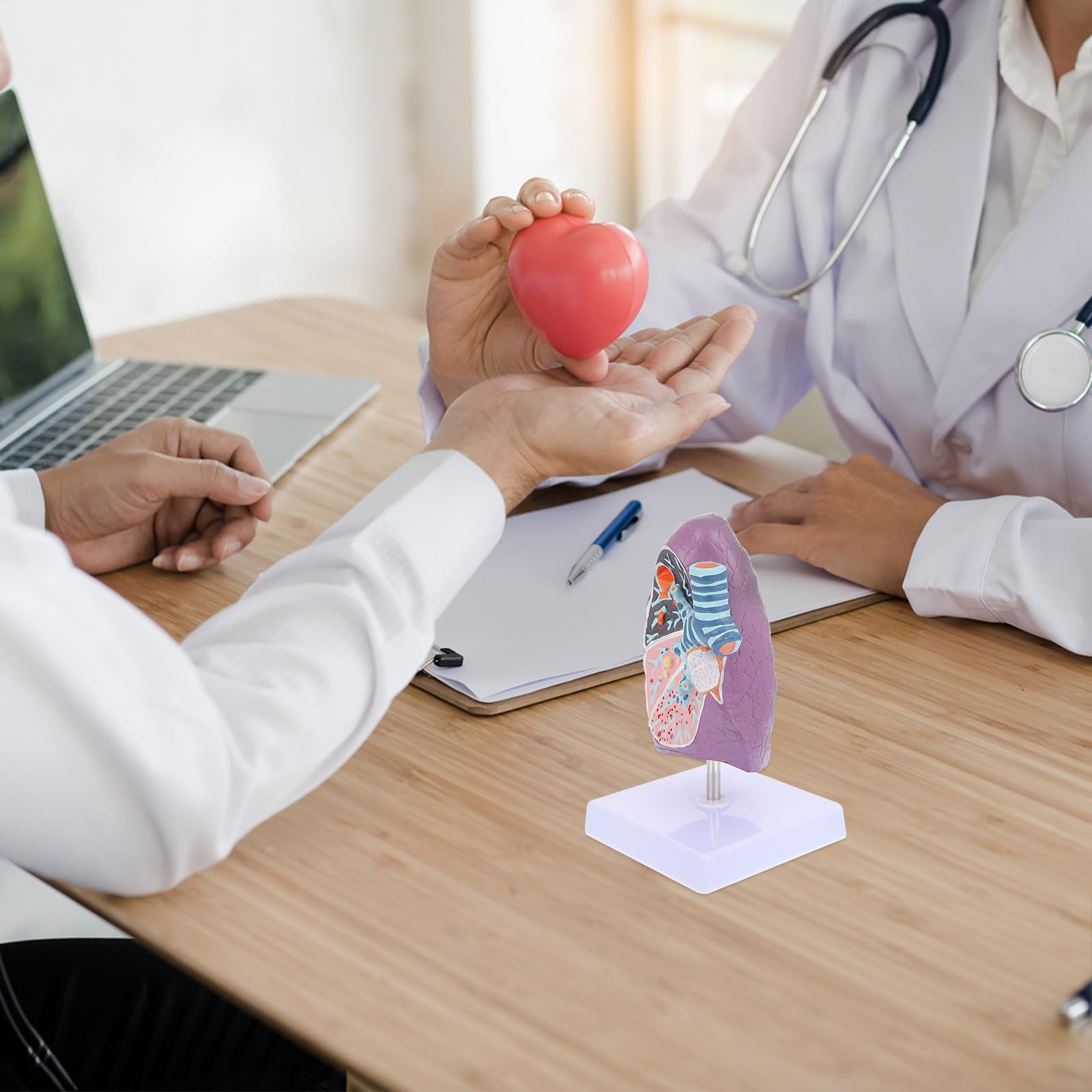 YARNOW Modèle Pulmonaire Anatomique Réaliste en Plastique pour Enseignement de L'anatomie et Physiologie, Matériel Éducatif pour Étudiants en Sciences Médicales
