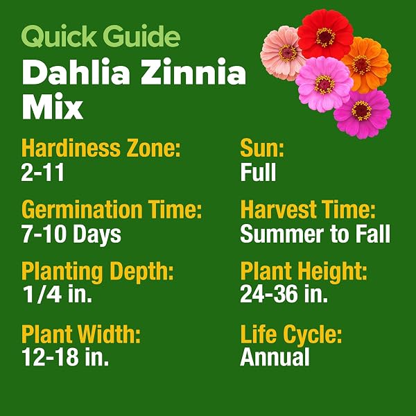 HOME GROWN Zinnia Dahlia Seeds Pack for 2026 Non GMO 524 Flower Seeds | Vibrant Zinnia Elegans for Pollinator Gardens, Borders & Containers | Easy-to-Grow Outdoor Blooms - 5