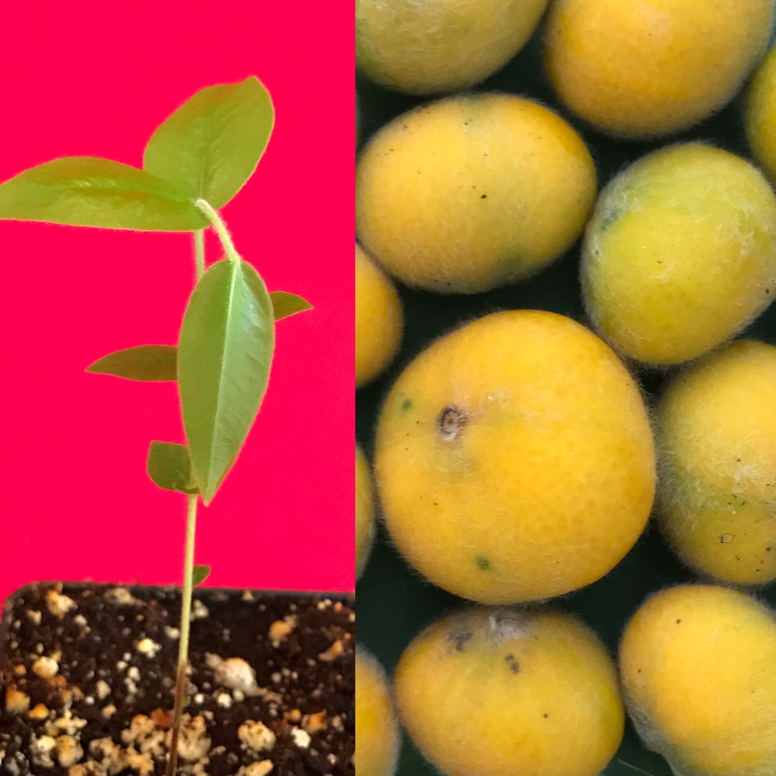 785〓希少Myrciaria glazioviana cabelluda XL Amazon.com : Yellow Jaboticaba Cabelluda Myrciaria Glazioviana