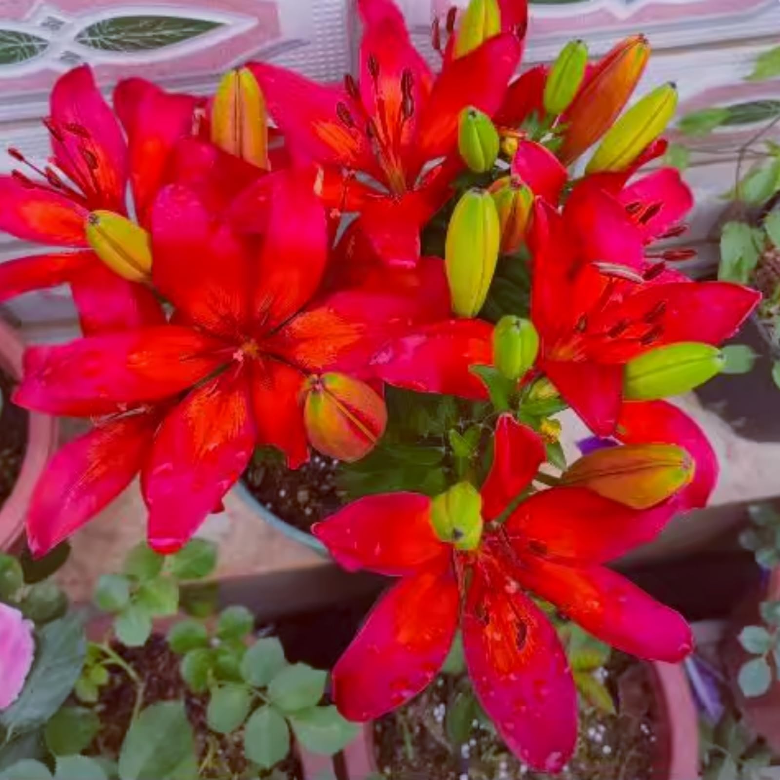 Lily Bulbs - Giant Flower Perennials, Hardy, Professional Garden Planting for Brilliant Displays, Fragrant Blooms-2 Bulbs-I