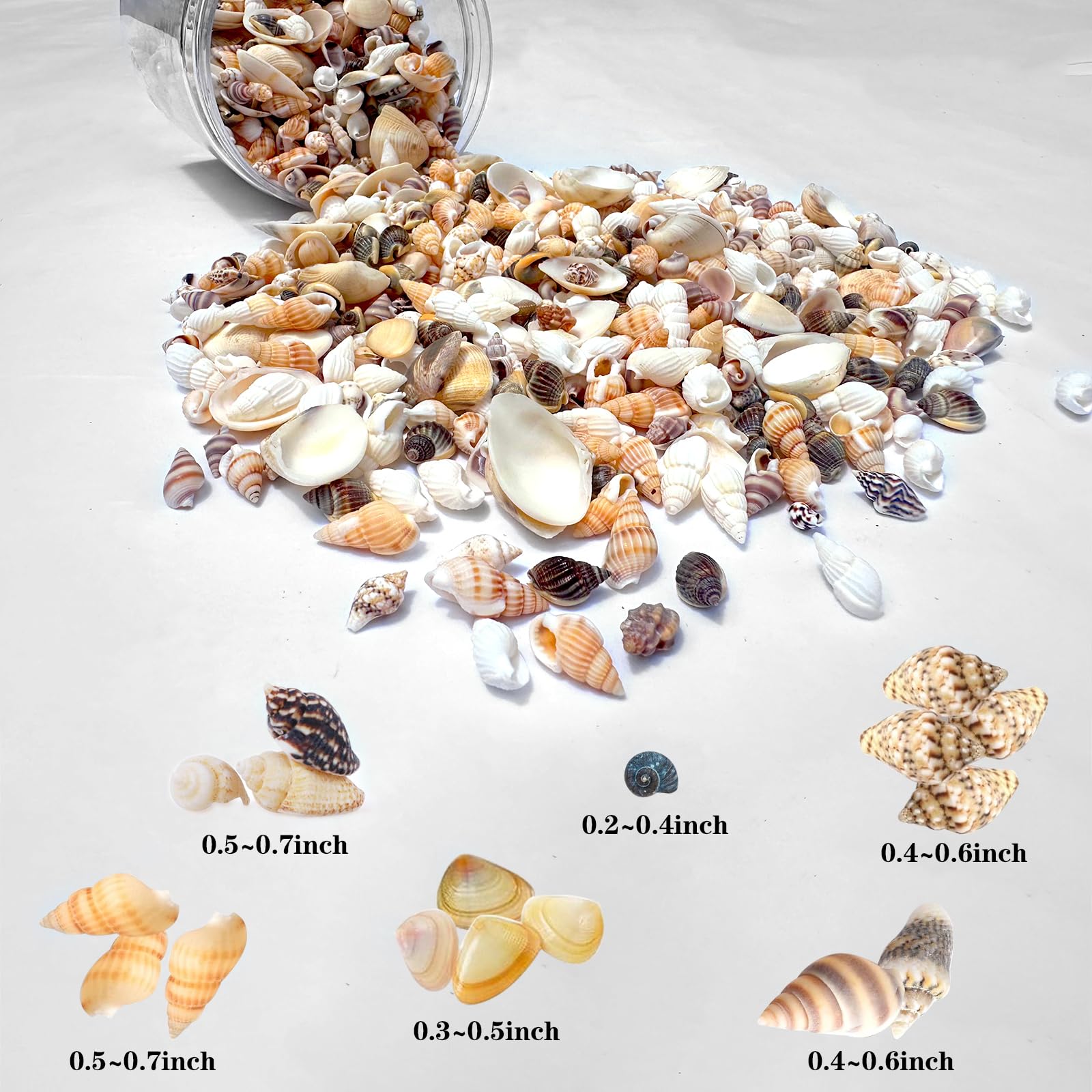 Famoby 1300 PCS Natural Ocean Beach Spiral Seashells Mixed Tiny Sea Shells for Home Decorations,Wedding Decor,Kids Outdoor Beach Theme Party,DIY Crafts and Vase Filler,Decorate The Pool.