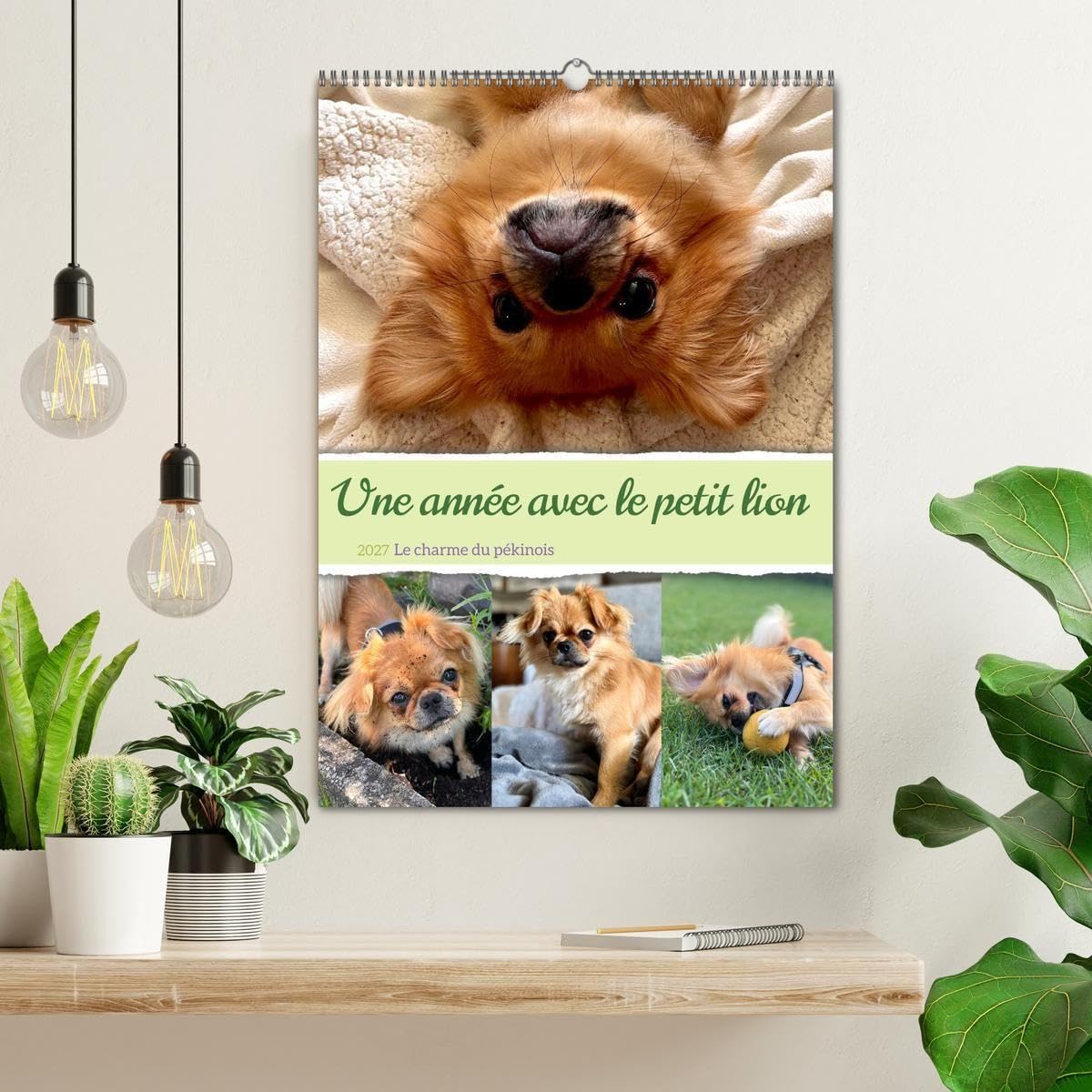 Une année avec le petit lion - Le charme du pékinois (Calendrier mural 2027 DIN A2 horizontal), CALVENDO calendrier mensuel: Charmant calendrier ... au c¿ur. Un must pour les fans de chiens
