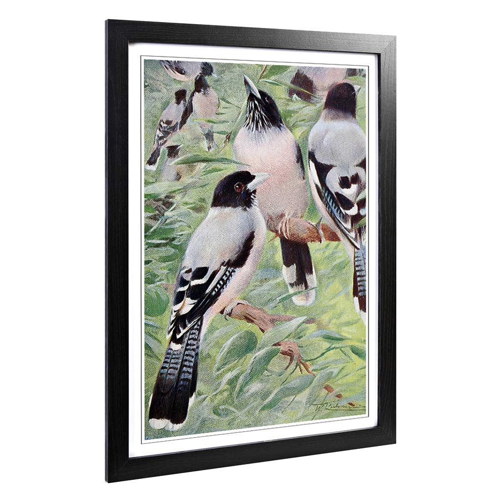 Big Box Art Framed Print of Vintage W Kuhnert Lanceolated Jay Design | Wall Art Picture | Home Decor for Kitchen, Living Room, Bedroom, Hallway, Black, A2 / 24.5x18 Inch / 62x45cm