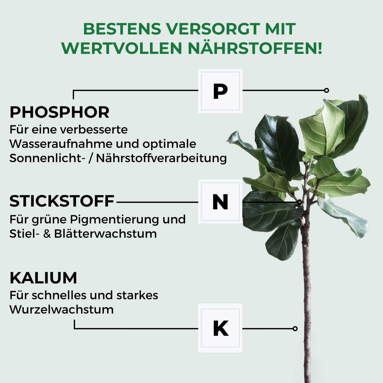 Allflor Blumendünger Universal Flüssigdünger I 8 x 1 L I Flüssiger Spezialdünger in der 1L Flasche I Flüssig-Dünger mit besonderer Nährstoff-Kombination für alle Zimmer- und Balkonpflanzen