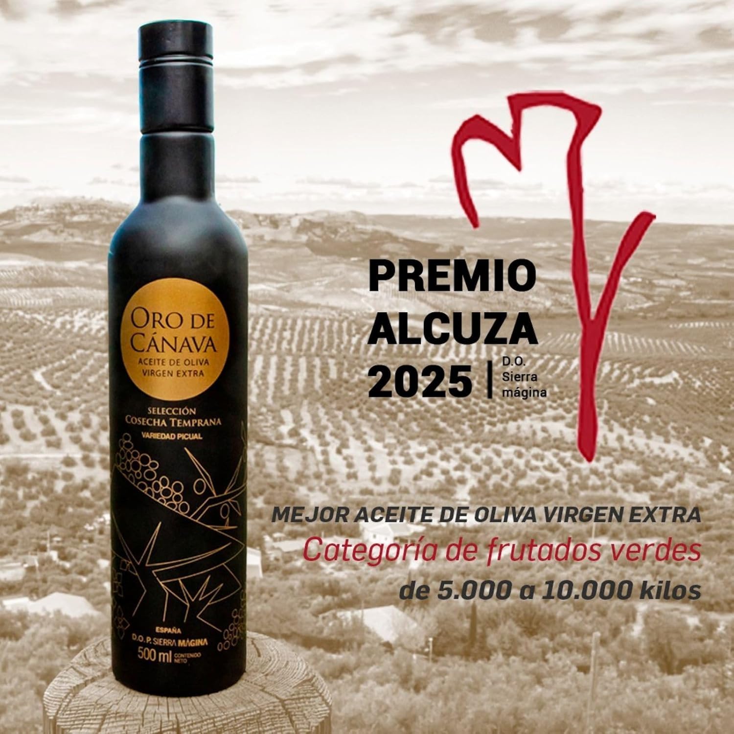 ORO DE CANAVA | Aceite de Oliva Virgen Extra Premium de Jaén, Denominación de Origen Sierra Mágina, Variedad Picual, Cosecha Temprana, Botella Cristal 500 ml con Estuche, Ideal para Regalo