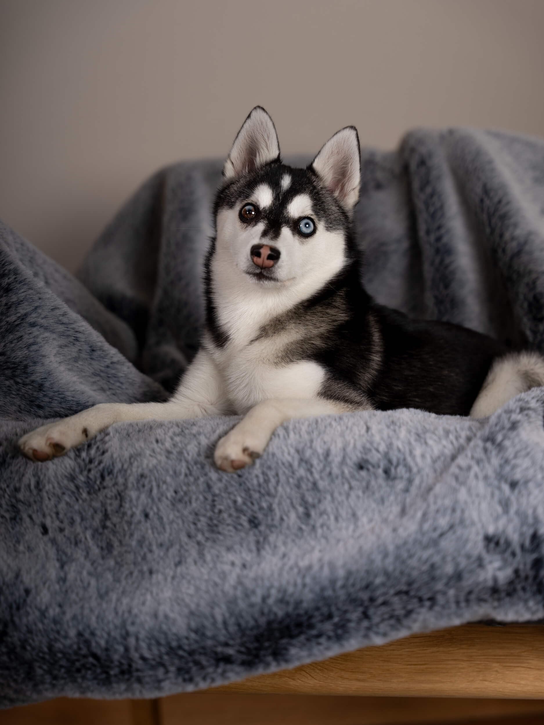 TrendPet Yuma Felldecke - Kuschelige Premium Hundedecke, geeignet für Hunde und Katzen oder in XXL als Sofadecke (170 x 100cm)