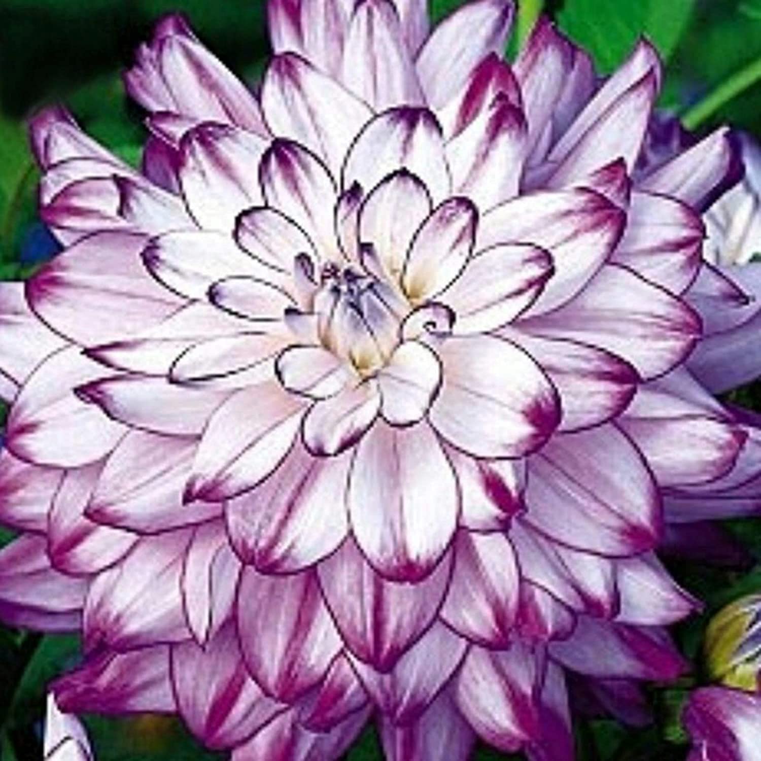 Dahlia Bulbs for Planting Now UK/Mix Golden Jade Carving Feels Perfect/UK Now Simple Planting Perennial/Strong Plants That Grow Well