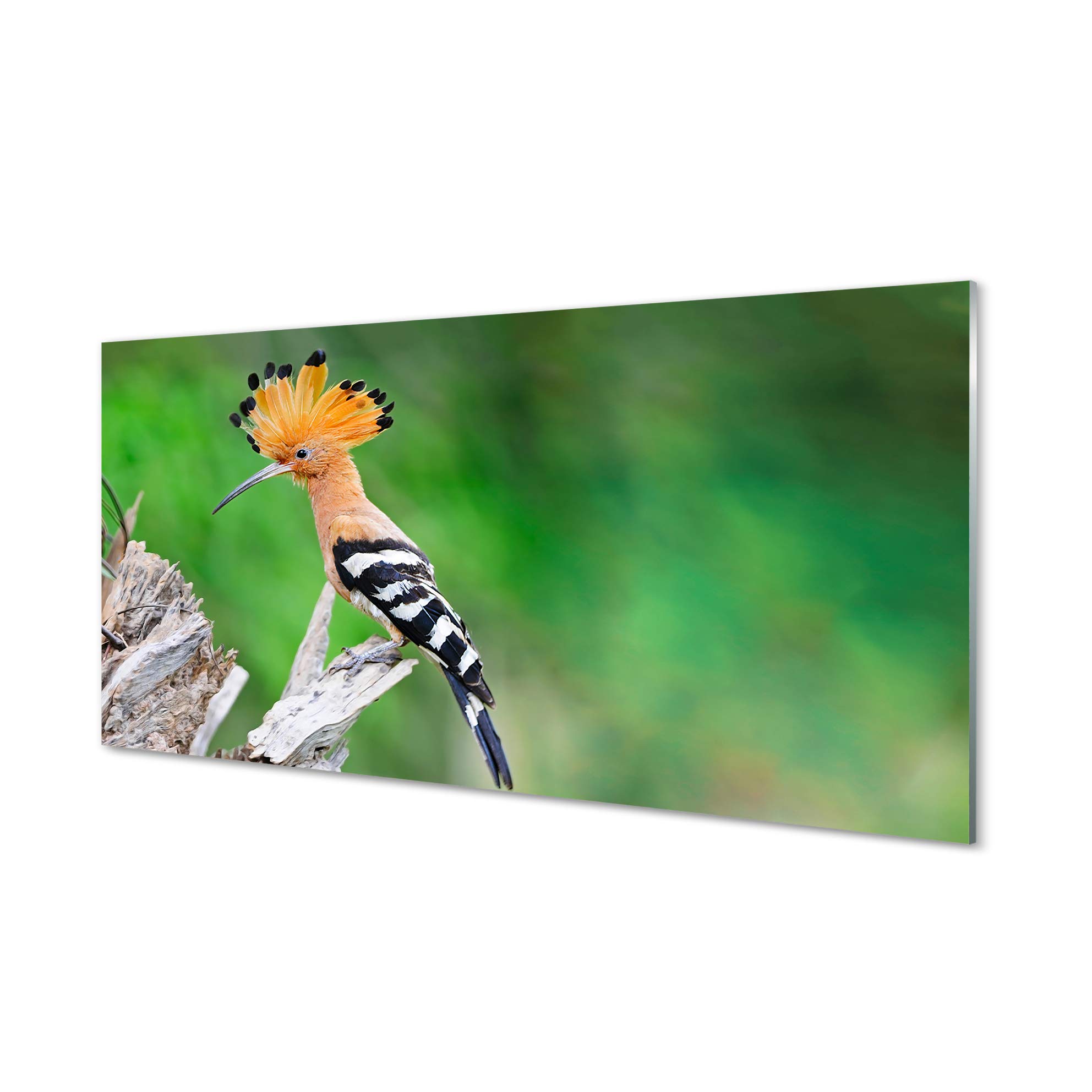 Tableau perroquets colorés en verre acrylique 120x60 Tulup : éclat et netteté haute définition