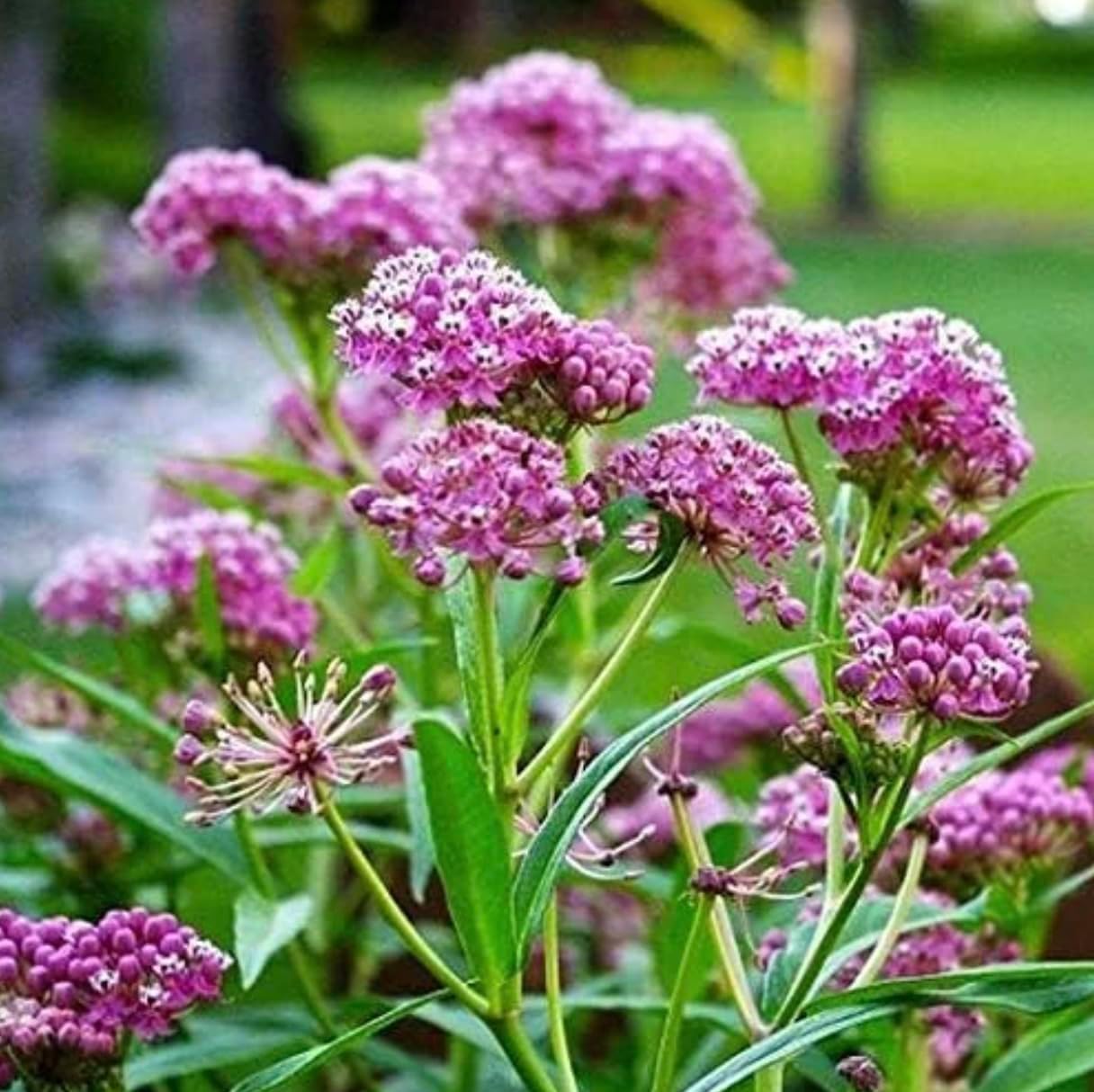 Generic Pink Milkweed Live Plants - Pack of 2 - Swamp Milkweed Plant - Monarch Butterfly Attractant - Perennial Blooms - Ideal for Gardens and Pollinator Habitats - Asclepias incarnata