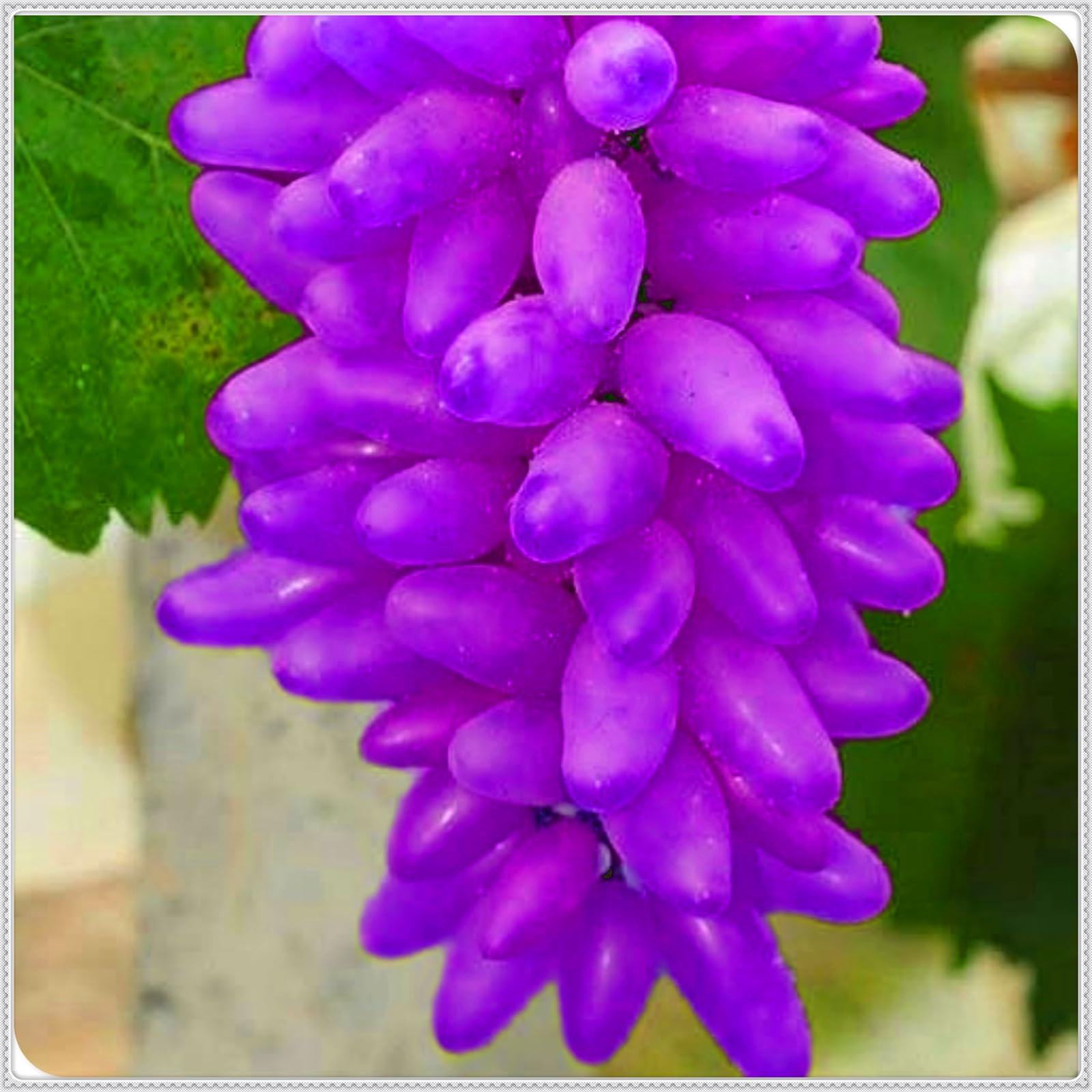 Perennial, Sweet Grape Roots, Hardy, Professional for Beautiful Garden Displays-1 Bulb-B