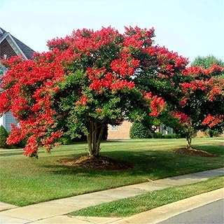 Rare Flower Seeds Lagerstroemia Indica 200+ Red Dynamite Crepe Myrtle Tree Seeds