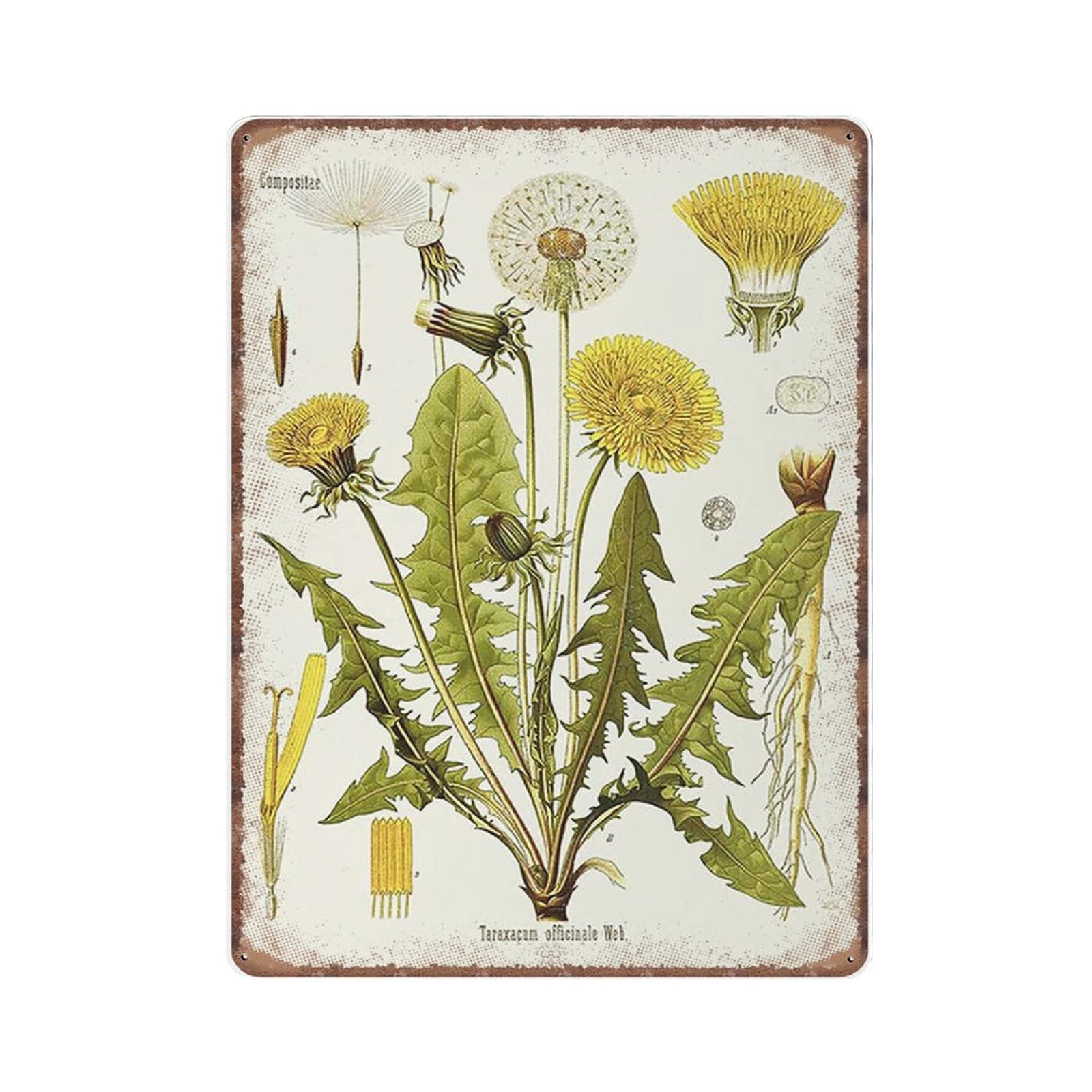 rayprint Vintage Botanical Herbal Print of The Taraxacum Officinale Tin Signs - Retro Art Botany Funny Metal Sign Plaqu Poster Wall Art Pub Bar Kitchen Garden Bathroom Home Decor, 30x40 cm