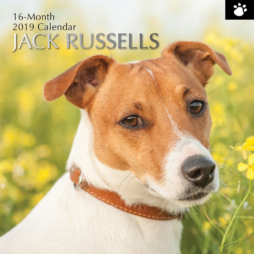 2019 Jack Russells  - 12 x 12 Wall Calendar
