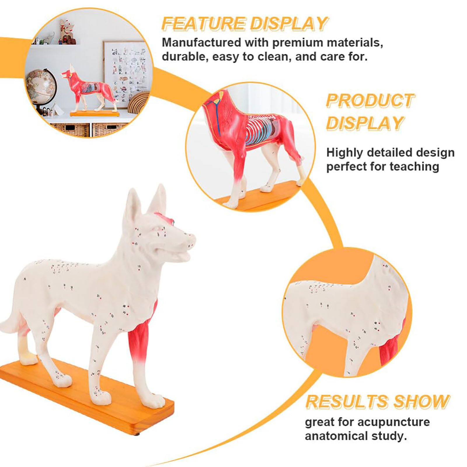 Modello Animale, Modello agopuntura Cani Modello agopuntura Cani Modello anatomico Cani Modello agopuntura Animali Strumento didattico Materiale Scolastico Decora Il Desktop